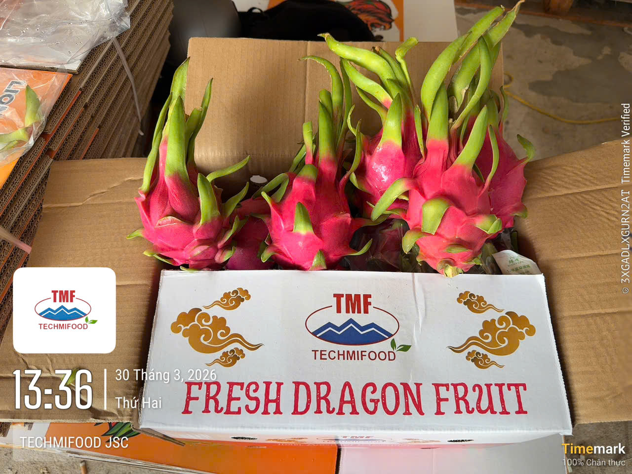 Premium Vietnam Dragon Fruit – Consistent Quality & Competitive Pricing for India