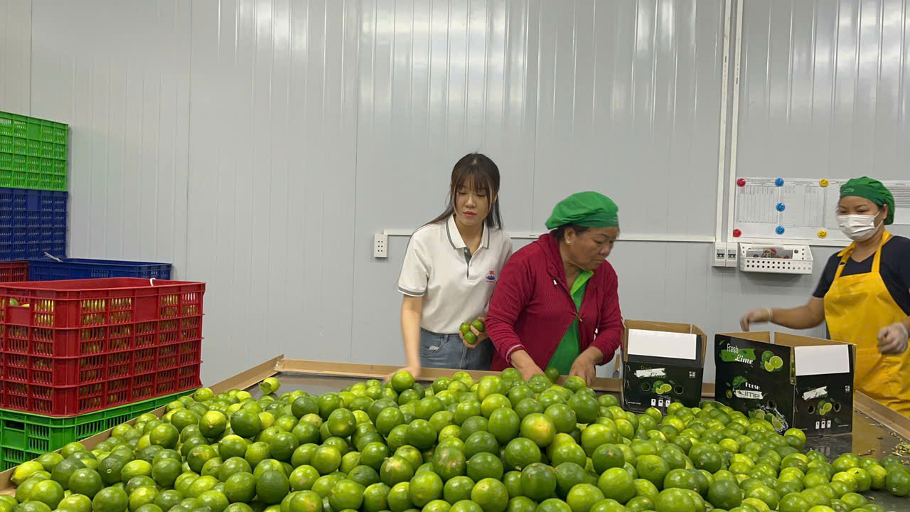 Vietnam Fresh Limes – Reliable Supply & Export Quality