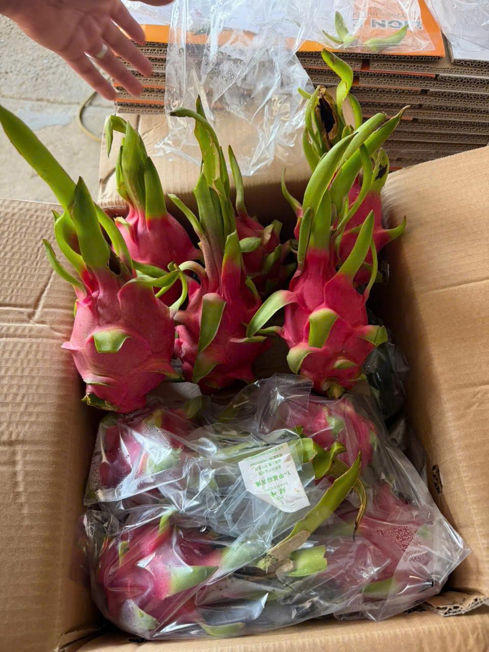 Vietnamese Dragon Fruit: Bringing the Taste of Vietnam to Global Markets