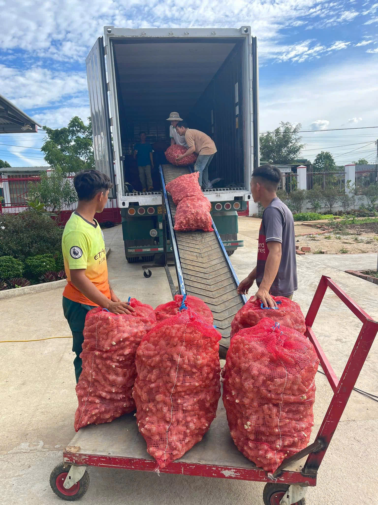 Vietnam Ginger: Consistent Quality, Strong Aroma & High Essential Oil Content