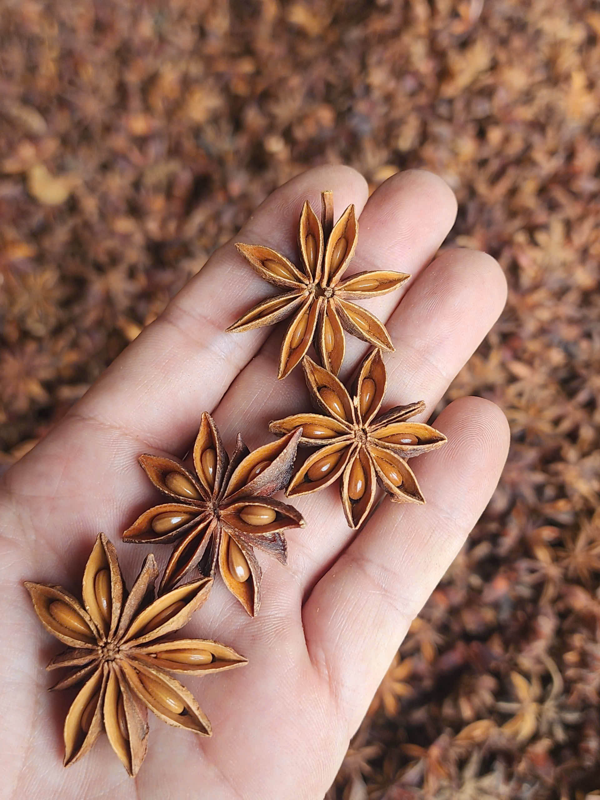 Get Ready for the Upcoming Autumn Star Anise Season: Premium Quality & Competitive Prices!