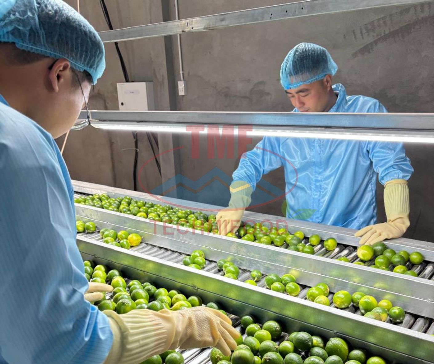 Closure of Hormuz Is Affecting Seedless Lime Market in the Middle East