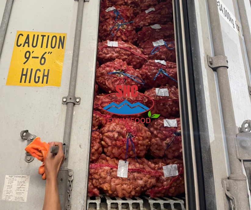 Vietnamese Ginger – Premium Quality Supply with Competitive Pricing for South Asia & Middle East Markets