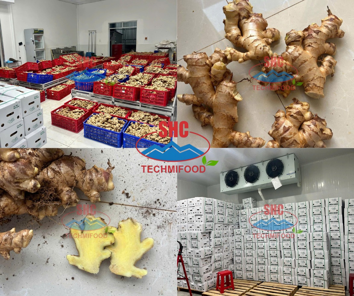Premium Vietnamese Fresh Ginger – High-Quality Agricultural Export