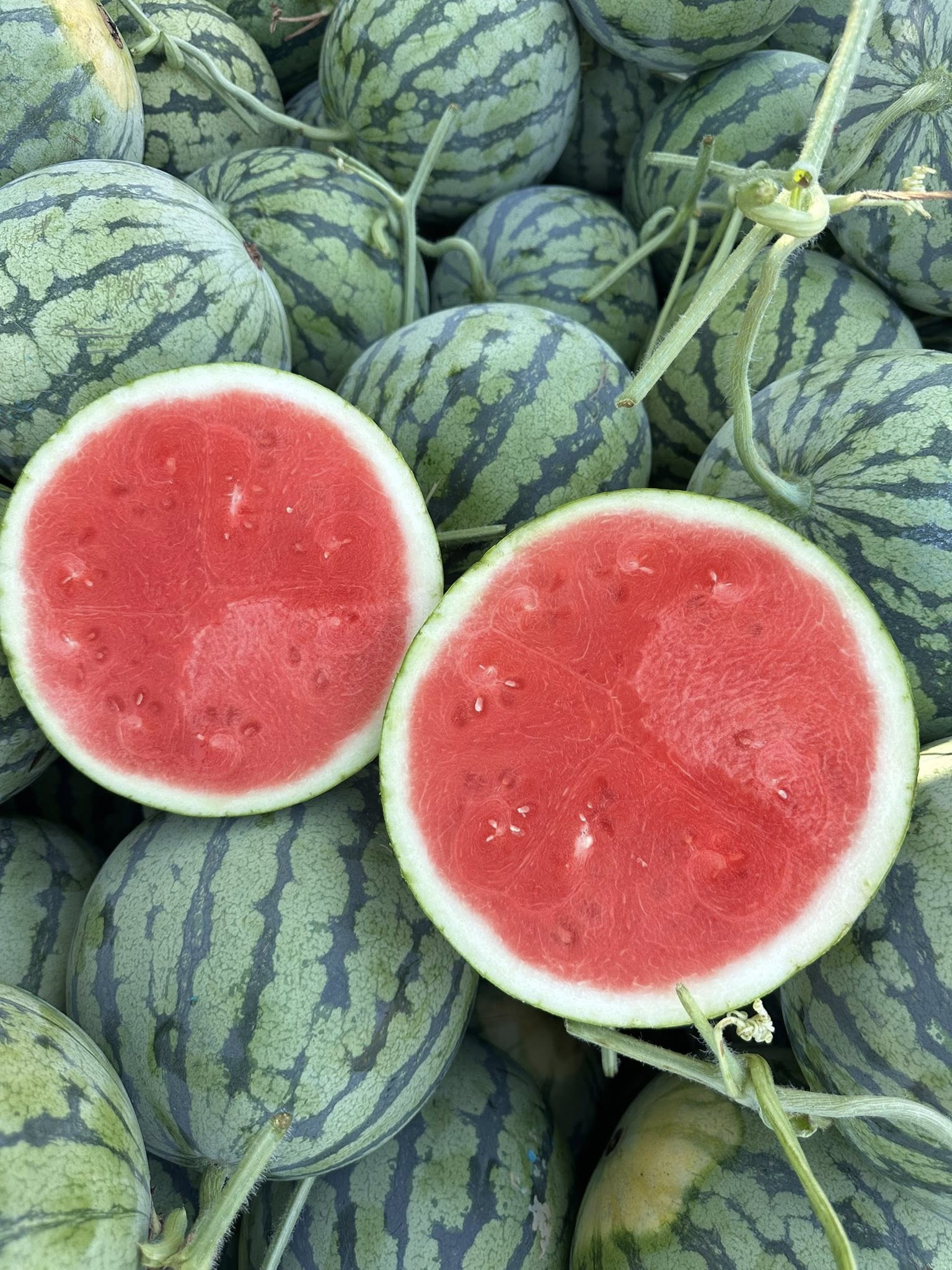 Does Watermelon Get Sweeter After Harvest? 3 Key Facts for Importers