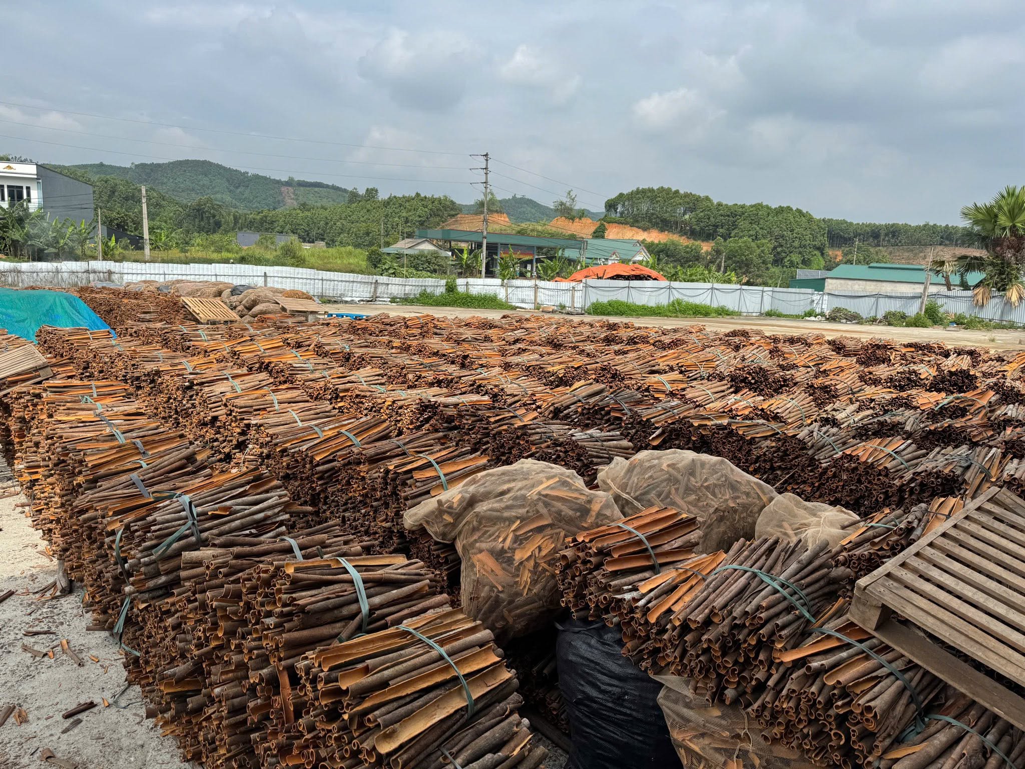 The Golden Bark of Vietnam: Discover Premium Vietnamese Cassia