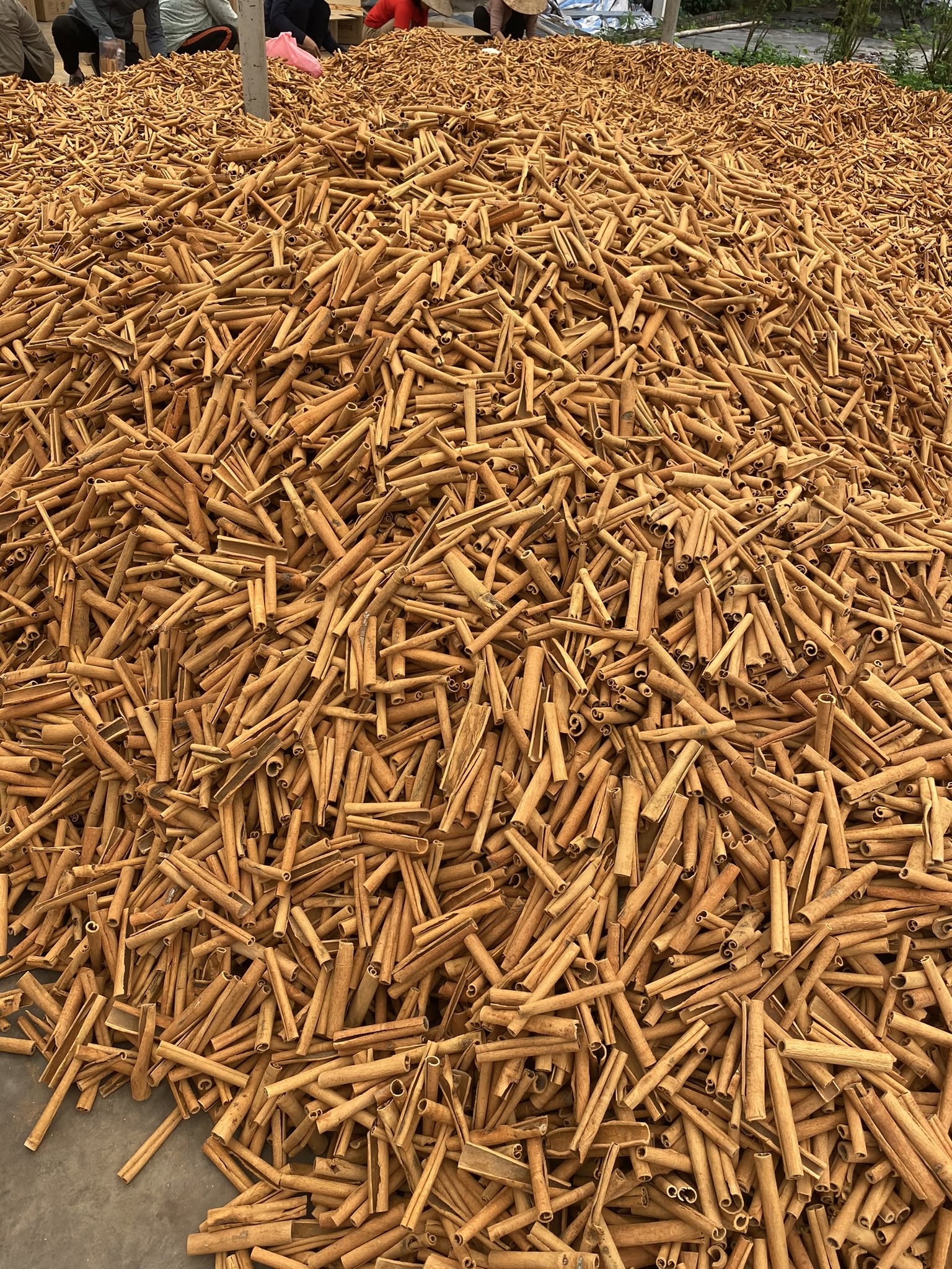 Discover Vietnamese Cigarette Cinnamon: The World’s Preferred Choice