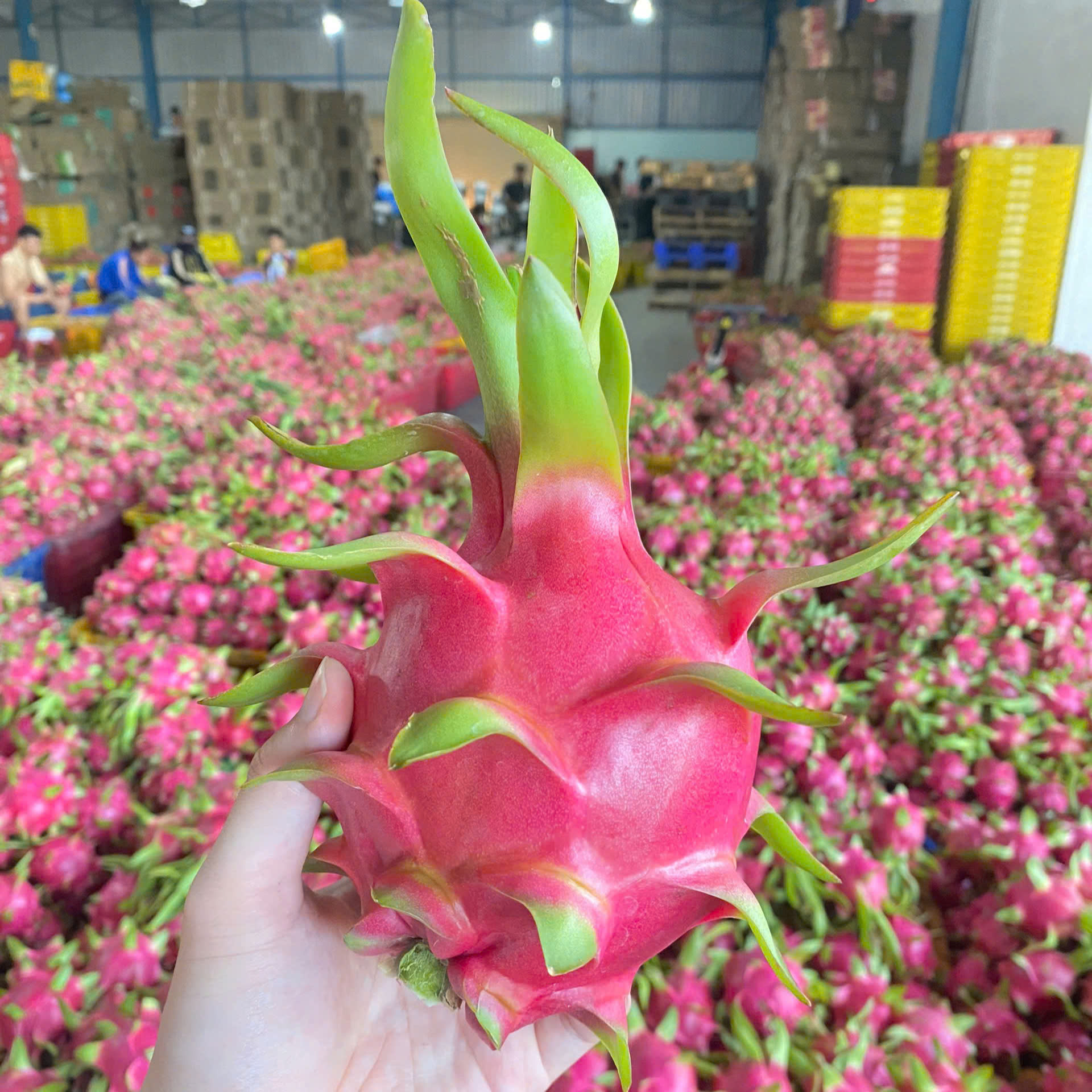 FRESH DRAGON FRUIT & PREMIUM SEEDLESS LIME FROM VIETNAM