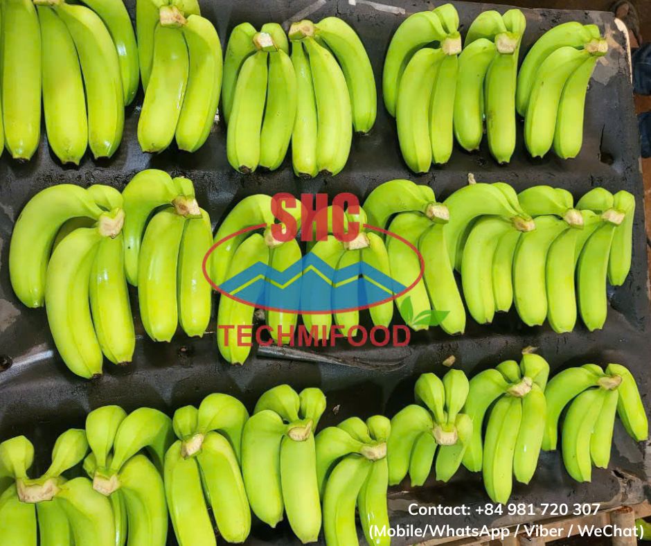 🍌 Premium Vietnamese Green Banana – Fresh & Export-Grade