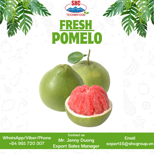 FRESH POMELO BY TECHMIFOOD – PREMIUM QUALITY FROM VIETNAM FOR GLOBAL MARKETS