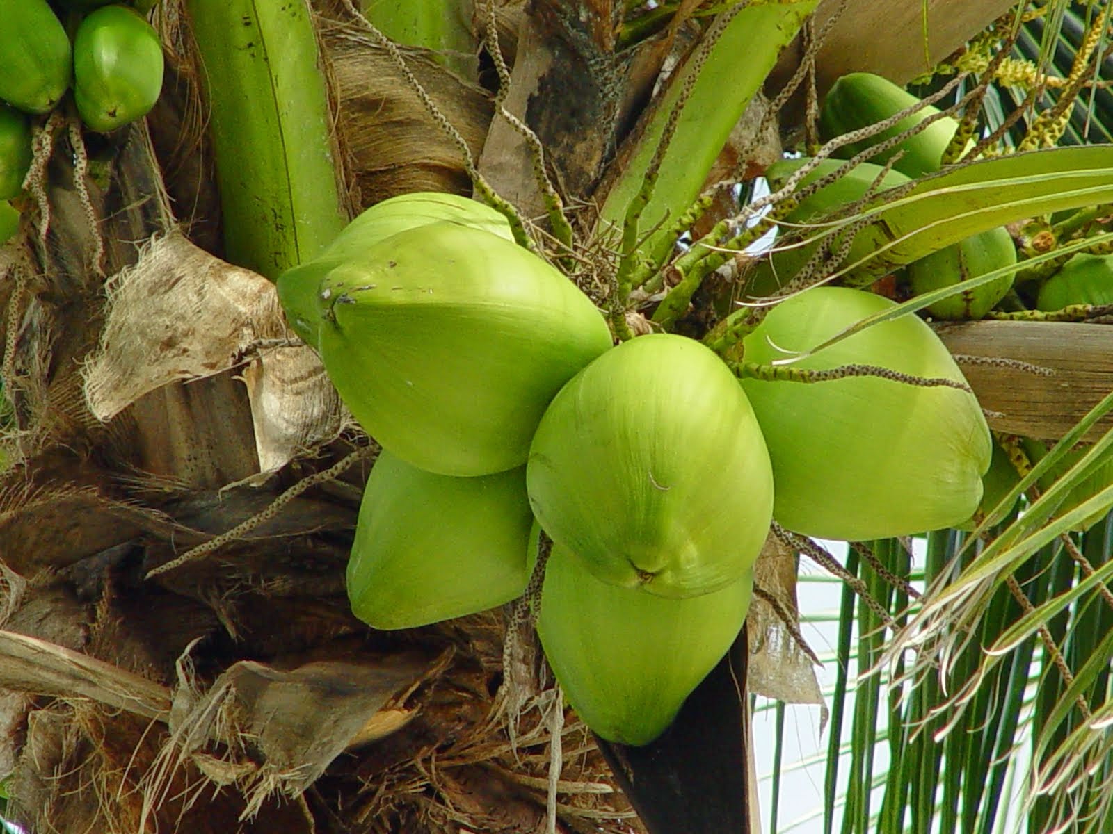 Direct Supply of Fresh Young Coconuts: Easy-to-Open & Year-Round Availability