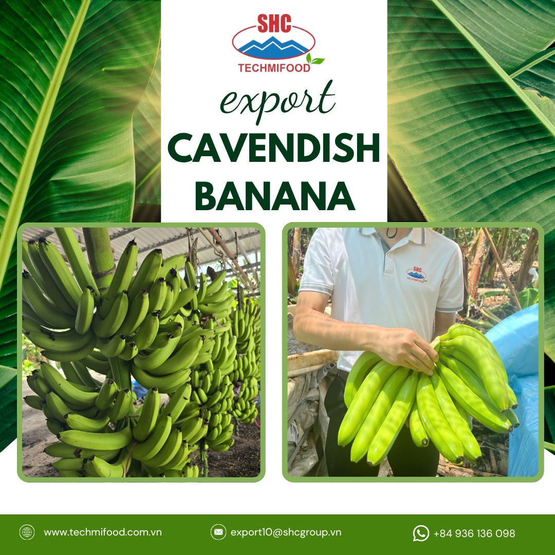 🍌 Vietnam Cavendish Bananas – Premium Export to the Middle East (Iran, Kuwait, Qatar, Oman) 🌍