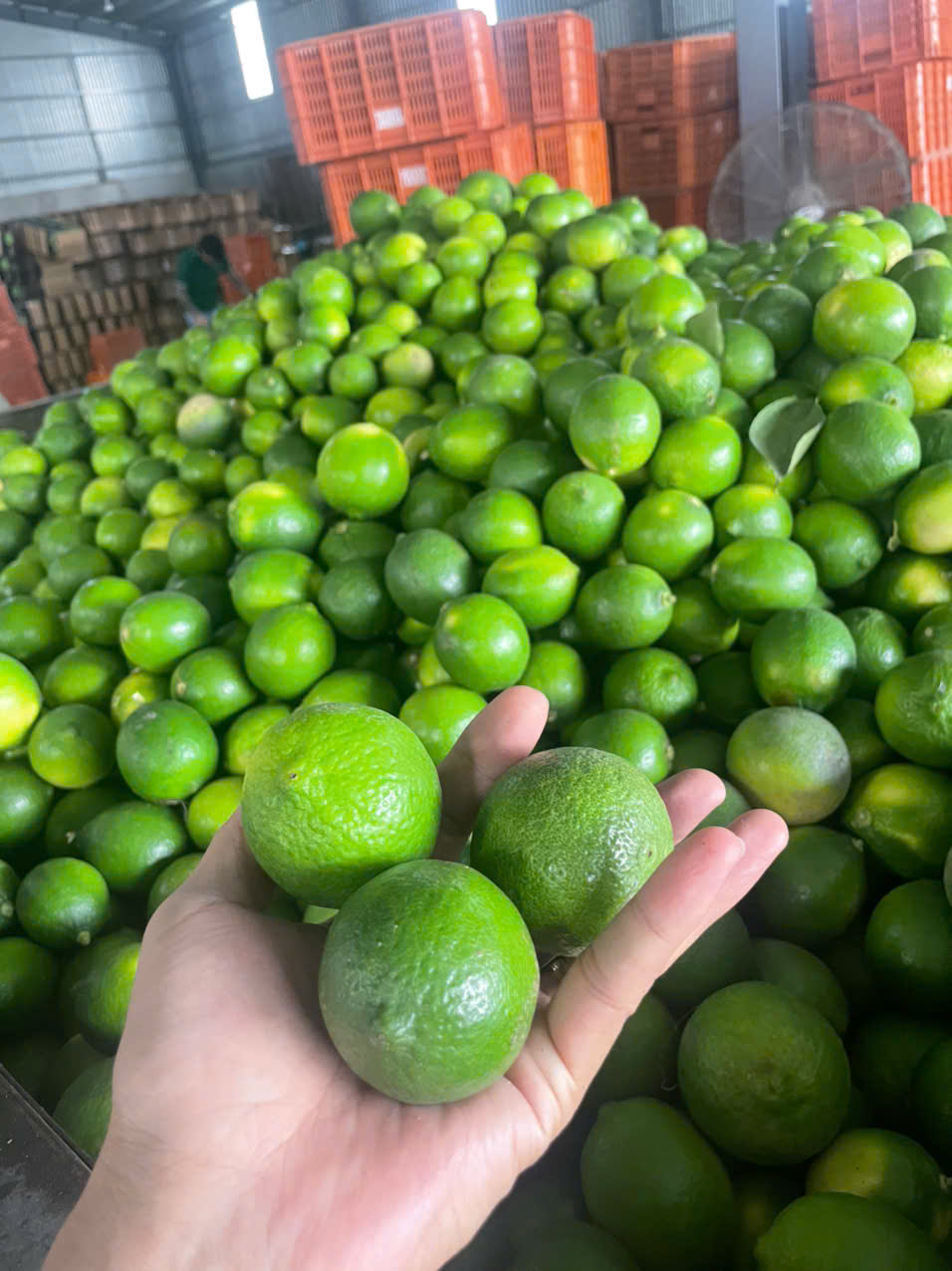 Fresh Seedless Lime Premium Quality Export From Techmifood Vietnam Cold Storage