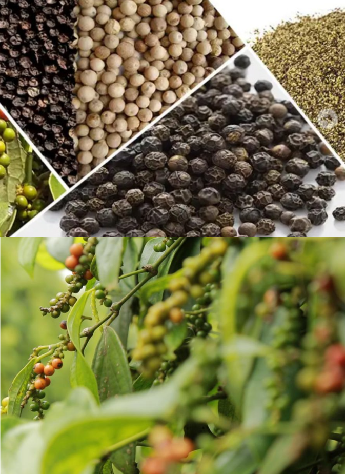 🌿 BLACK PEPPER VS WHITE PEPPER – HOW TO CHOOSE THE RIGHT TYPE FOR EACH EXPORT MARKET