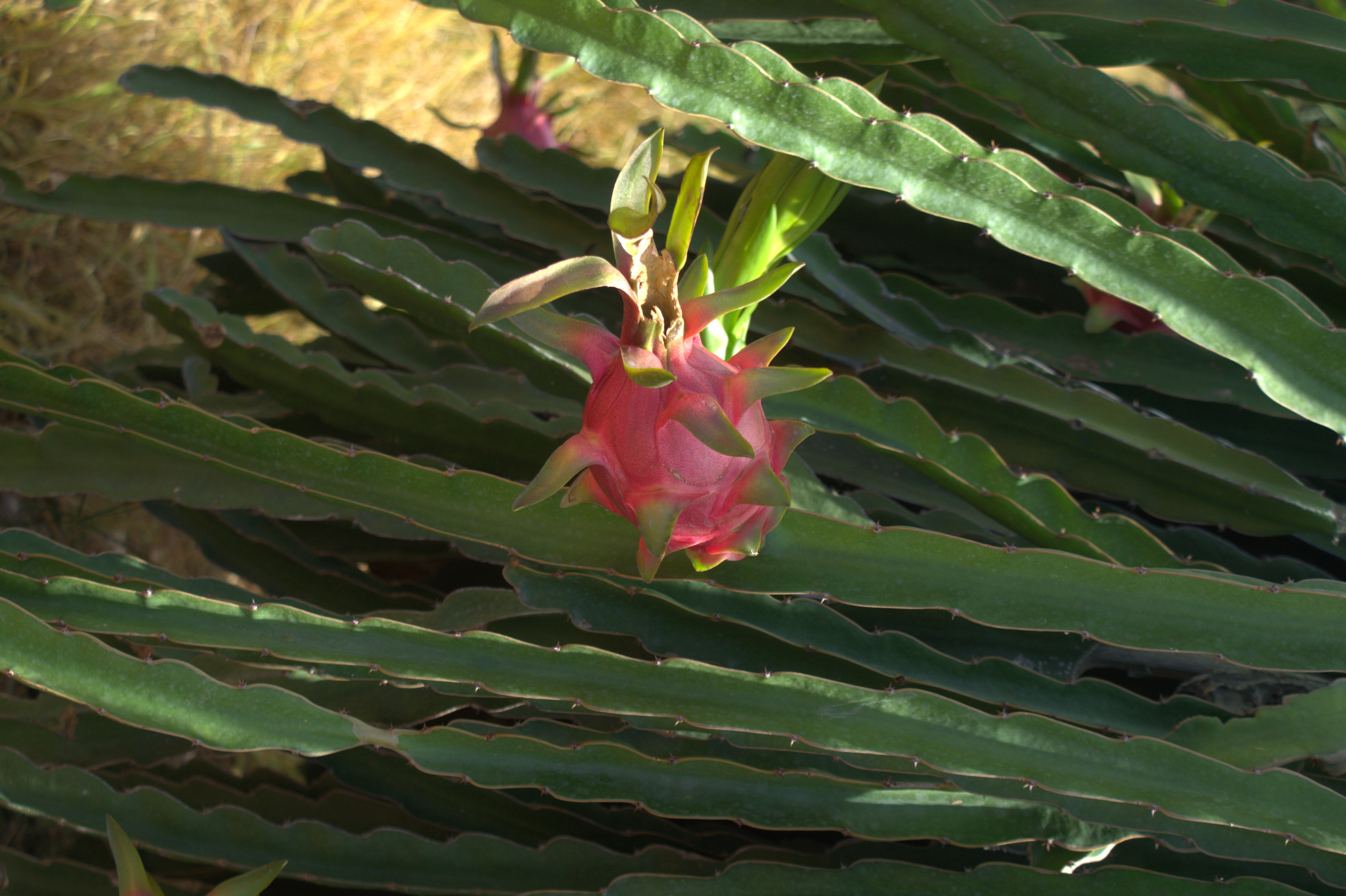 TECHMIFOOD – Your Reliable Partner for Year-Round Dragon Fruit Export
