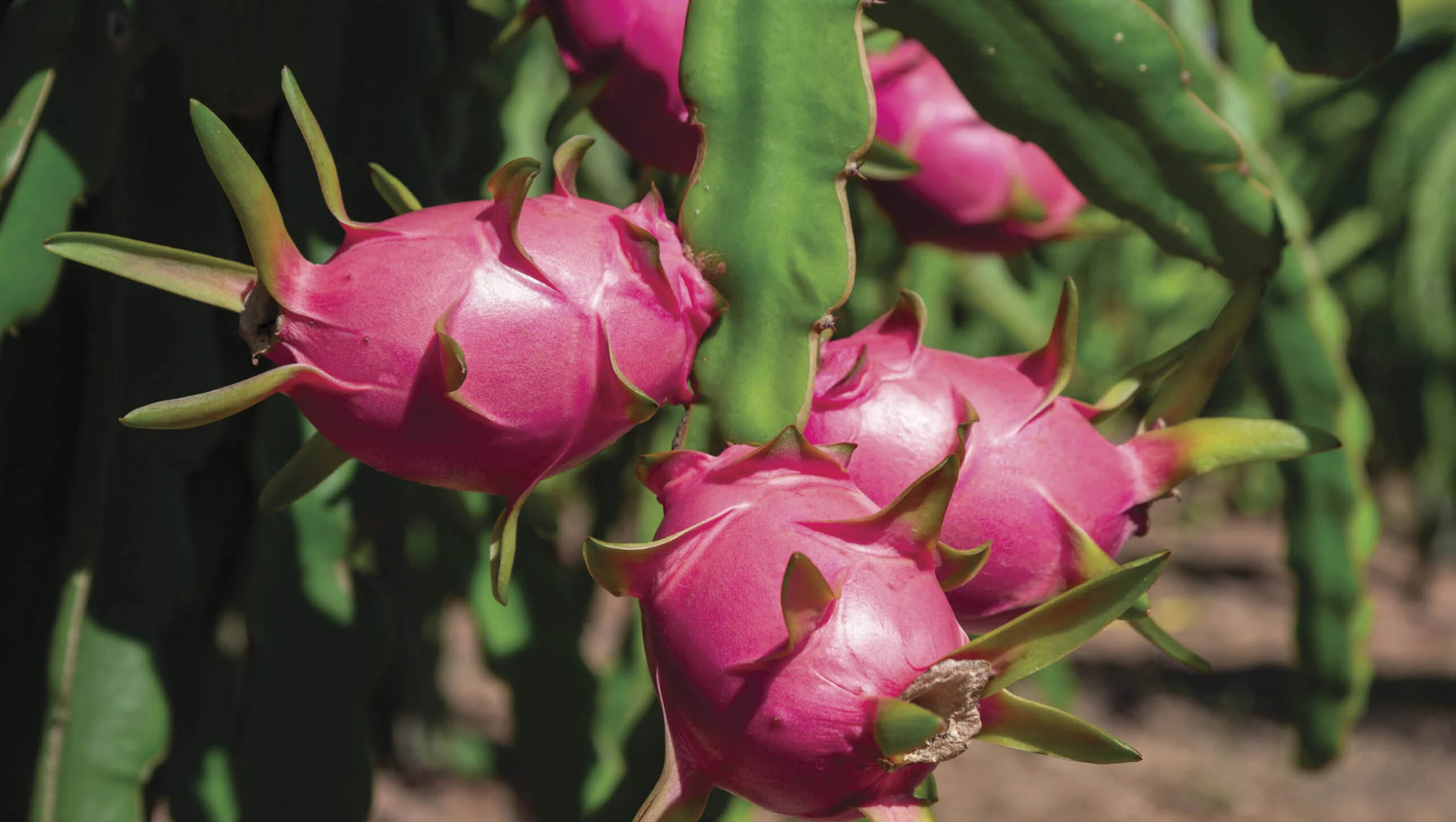 Vietnam Dragon Fruit Export to Middle East and India: Rising Demand & Opportunities