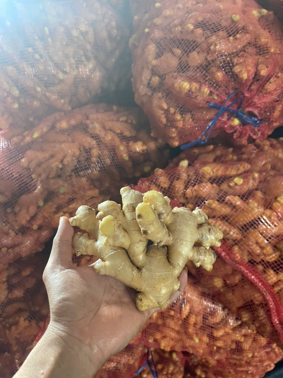 5 Reasons Why Bangladesh Imports More Ginger from Vietnam