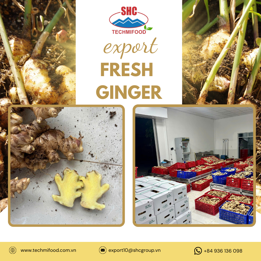 Why Importers in India, Indonesia & Bangladesh Are Switching to Superior Vietnamese Ginger from TECHMIFOOD