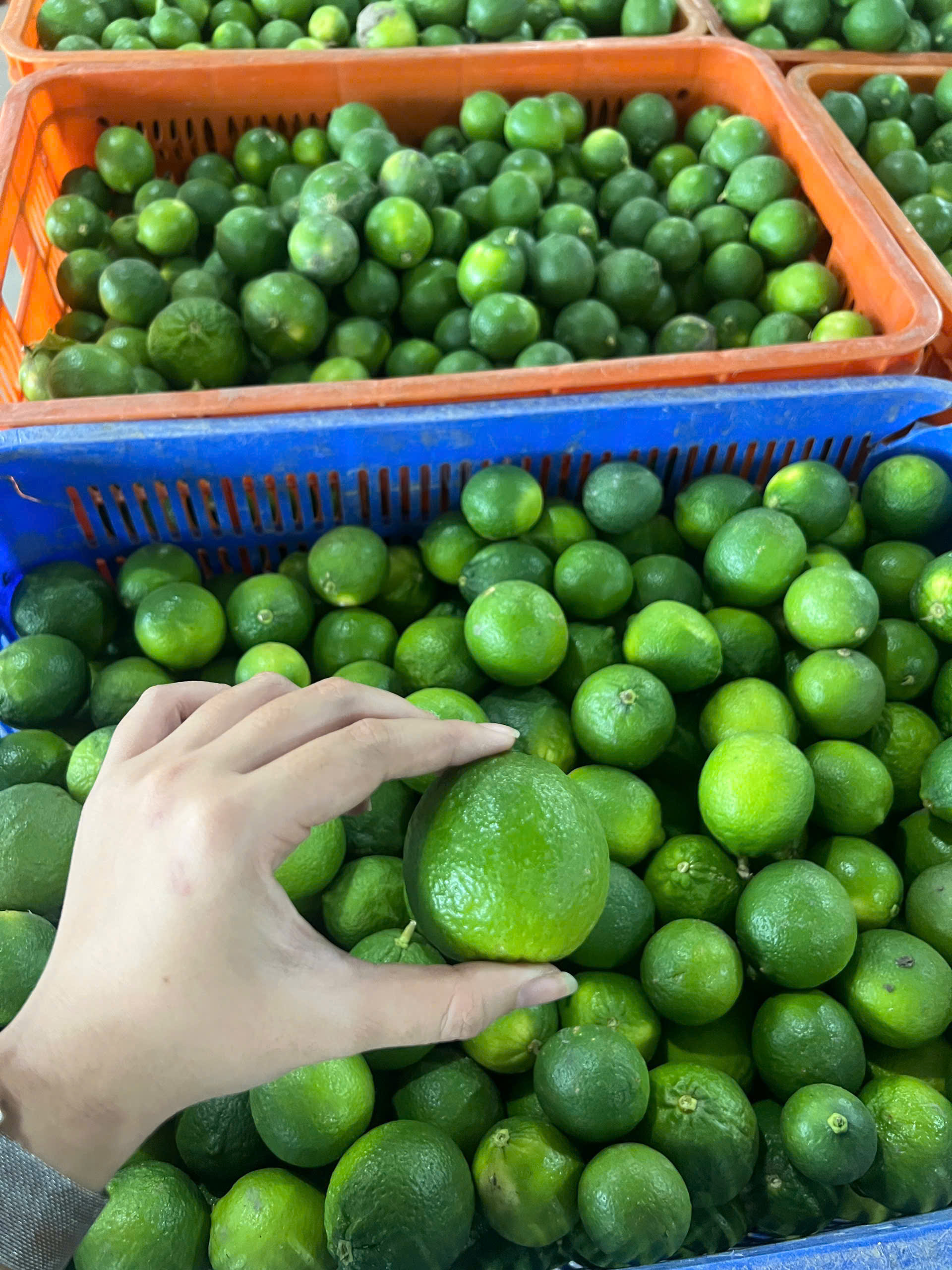 The High Demand for Lemons in the Middle East: A Growing Opportunity for Exporters