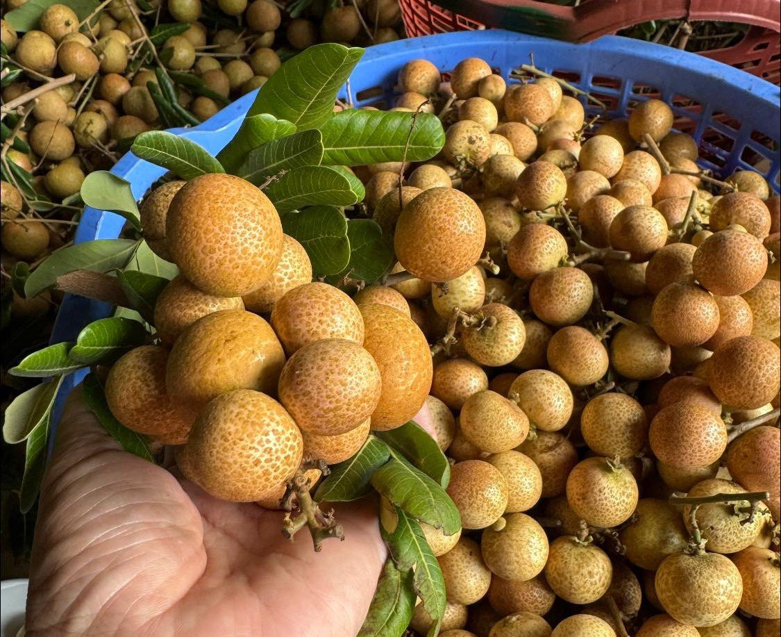 Vietnamese Longan: A Tropical Delight Gaining Popularity in EU Markets