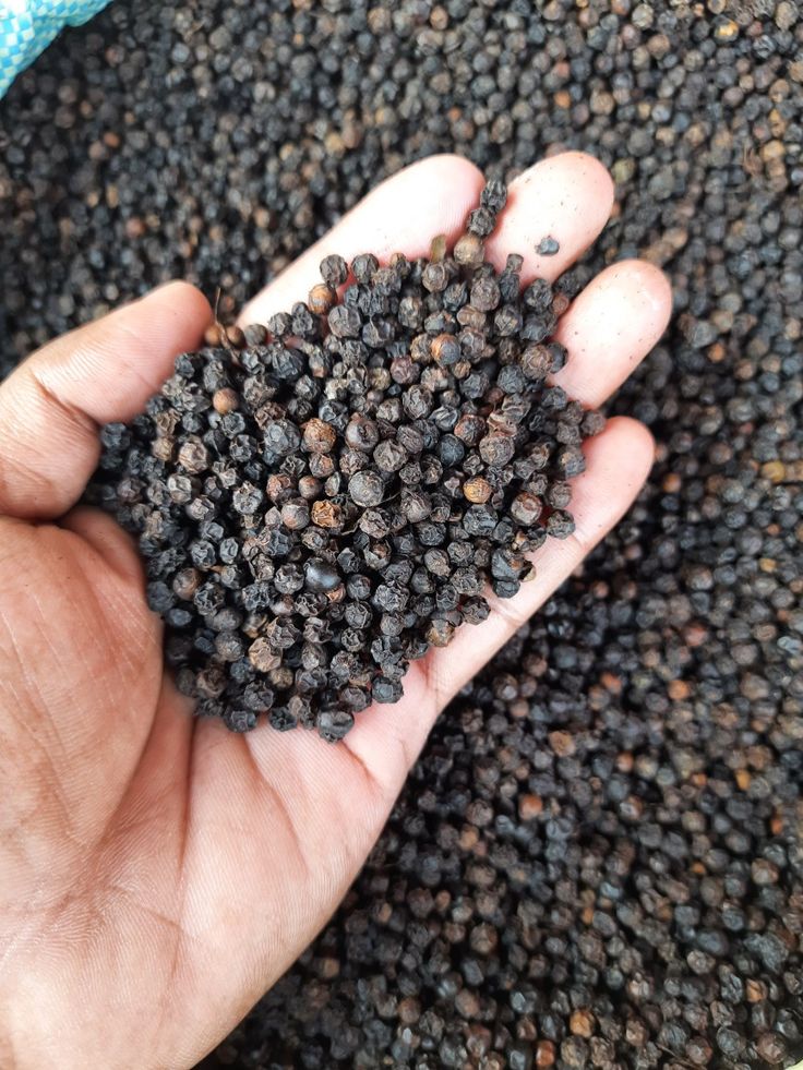Understanding Black Pepper Quality: Density (GL) and Moisture Content Explained