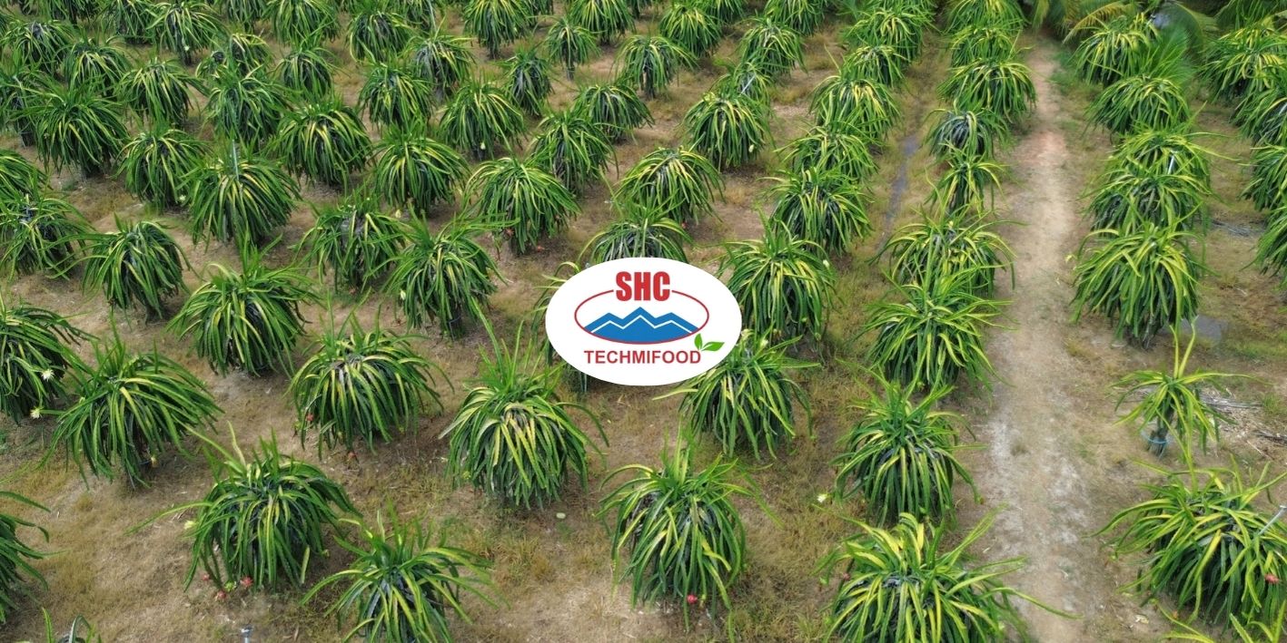 Techmifood is proud to be one of Vietnam's reliable agricultural product exporters