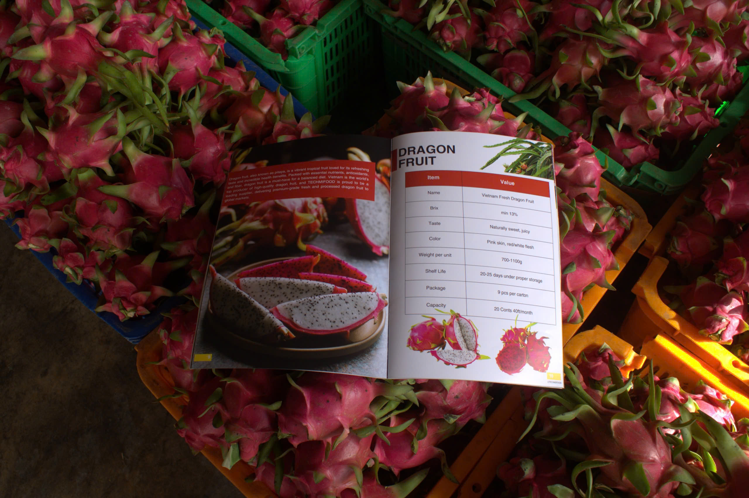 FRESH RED DRAGON FRUIT – NATURALLY SWEET & EXPORT-READY