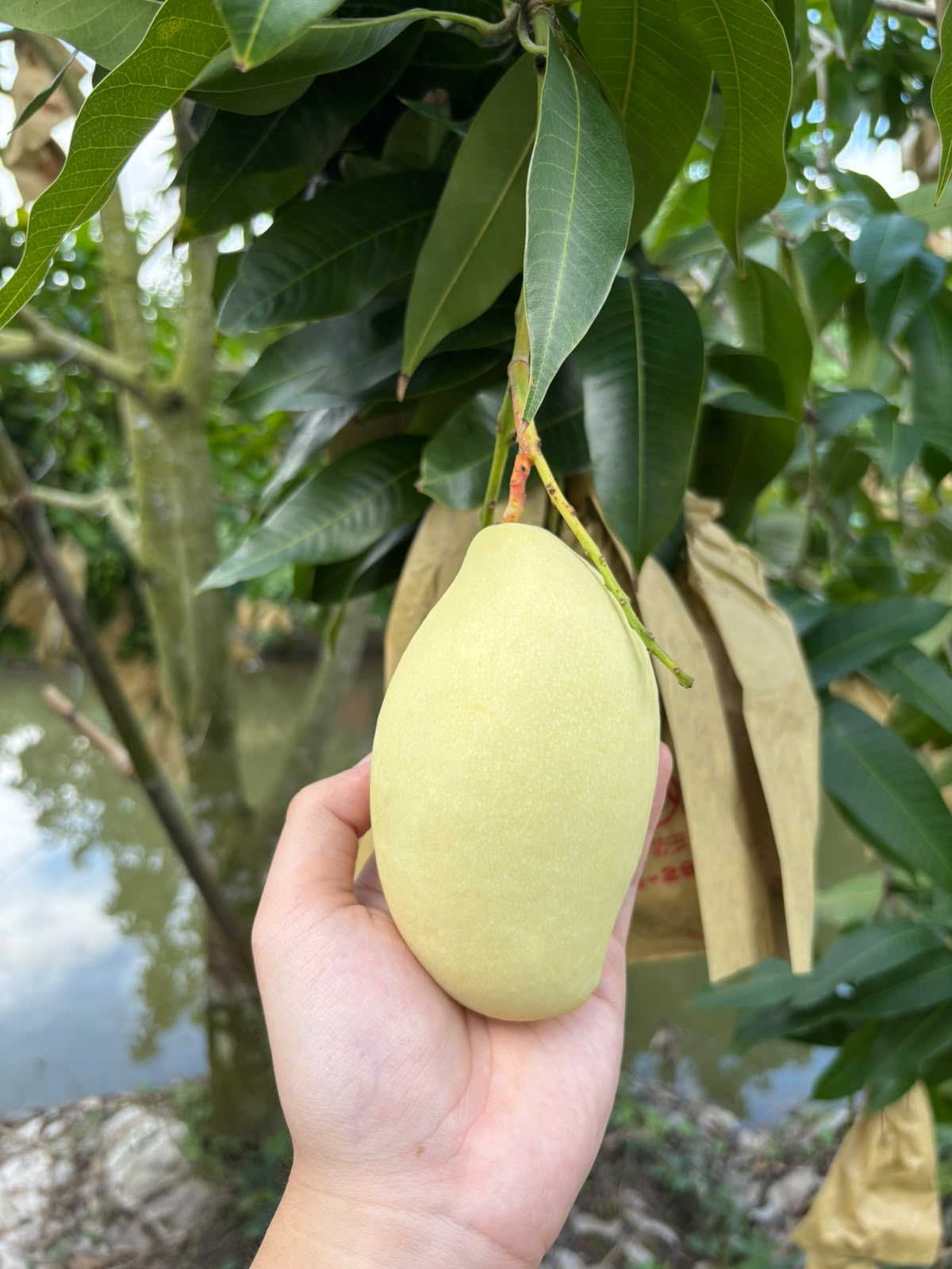 Vietnamese Yellow Keo Mango Expands Global Export Markets