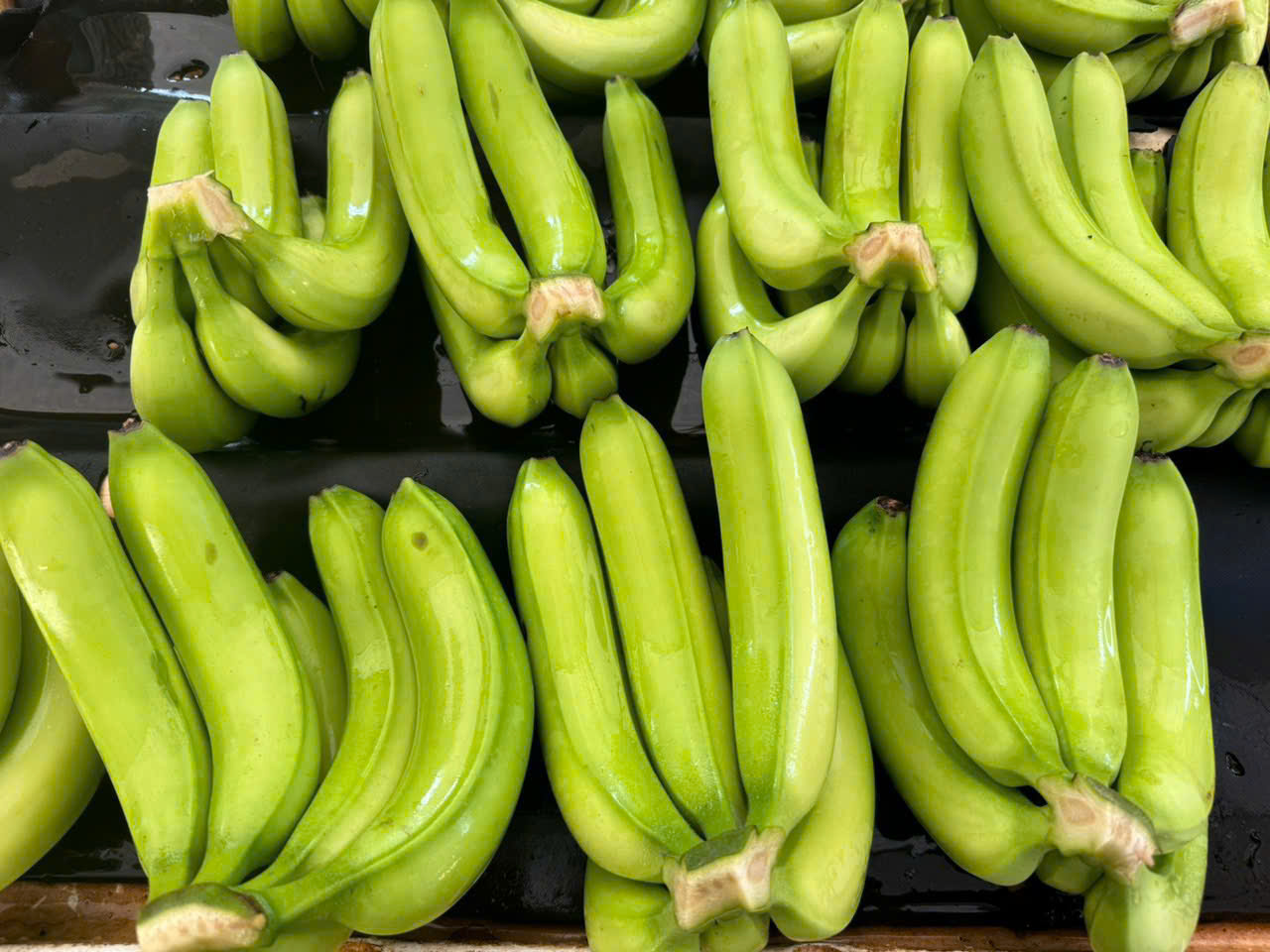 Cavendish Bananas from TECHMIFOOD Vietnam: Naturally Sweet, Sustainably Grown