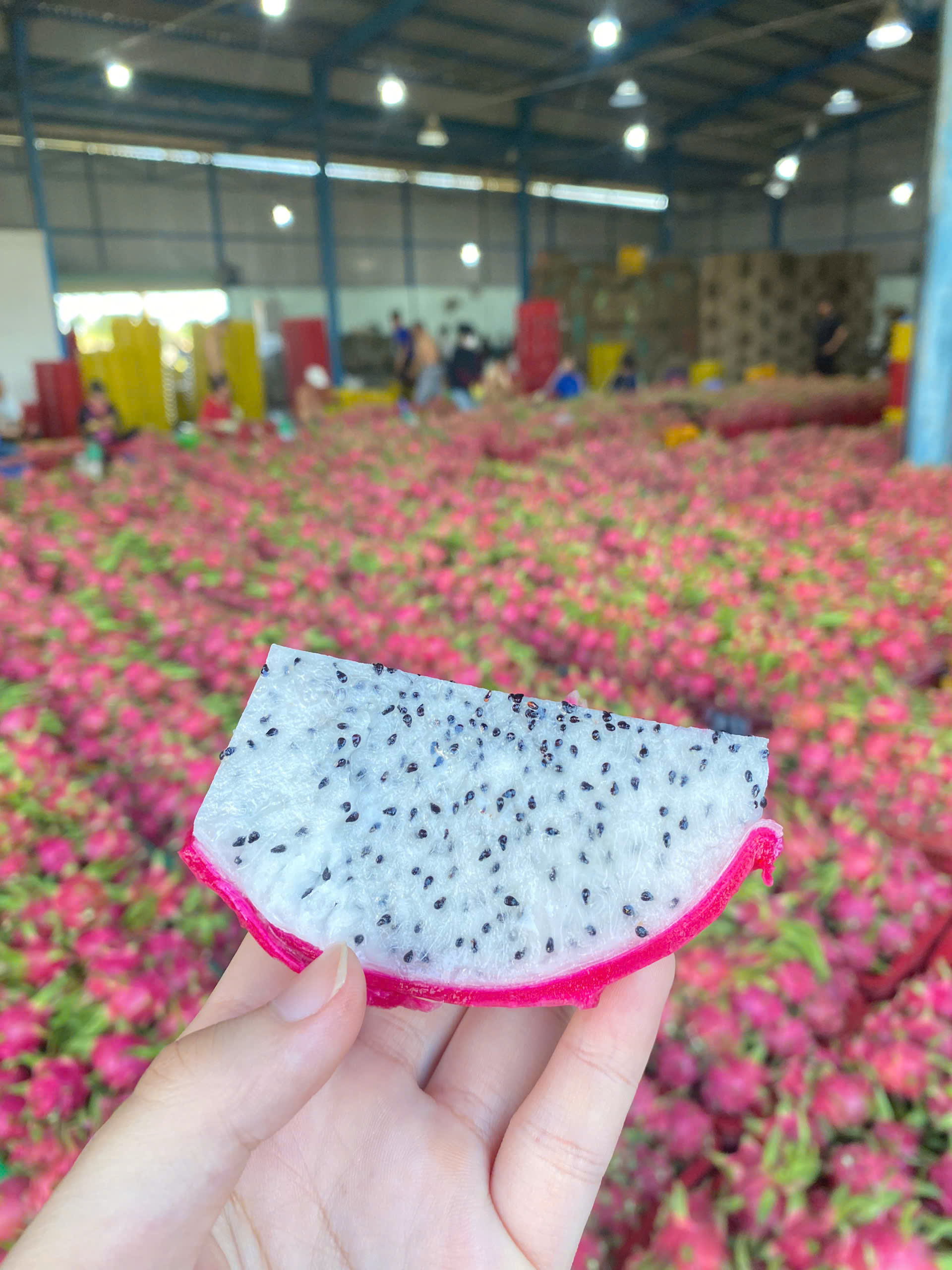 Rich in Antioxidants & Vitamins – The Nutritional Power of Dragon Fruit