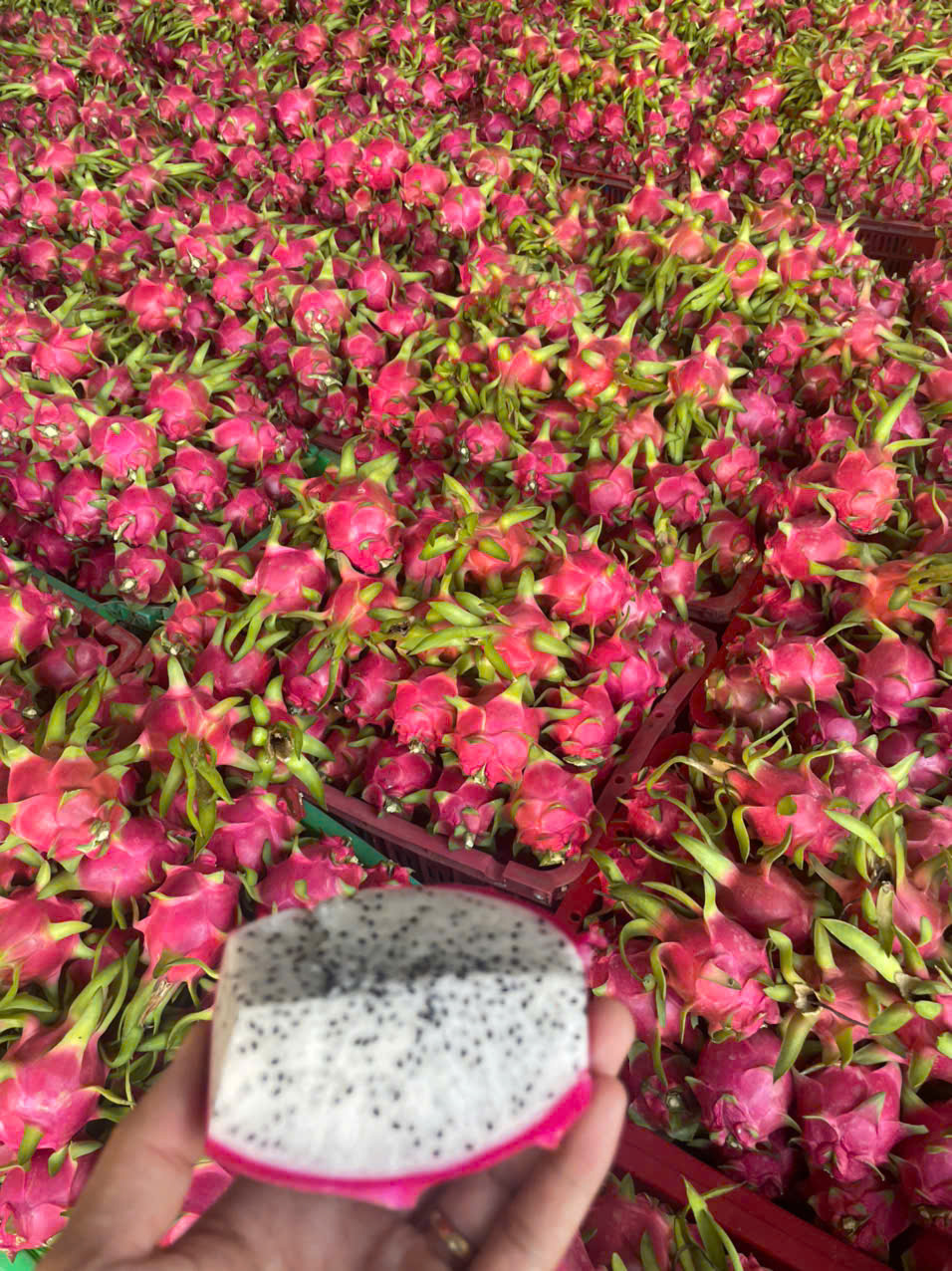 Growing Demand and Import of Dragon Fruit in India