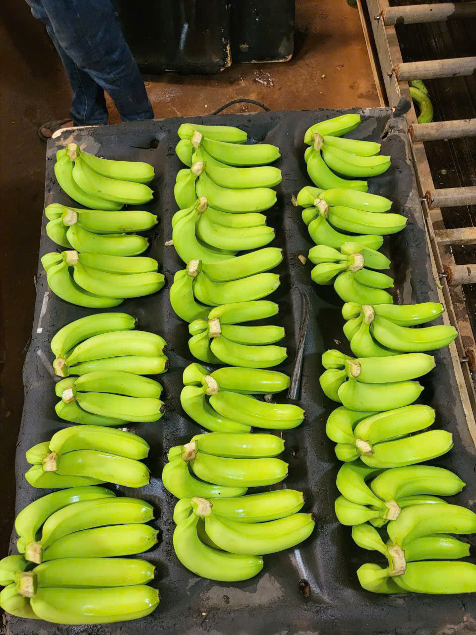 Highland Cavendish Banana for South Korea Market from TECHMIFOOD