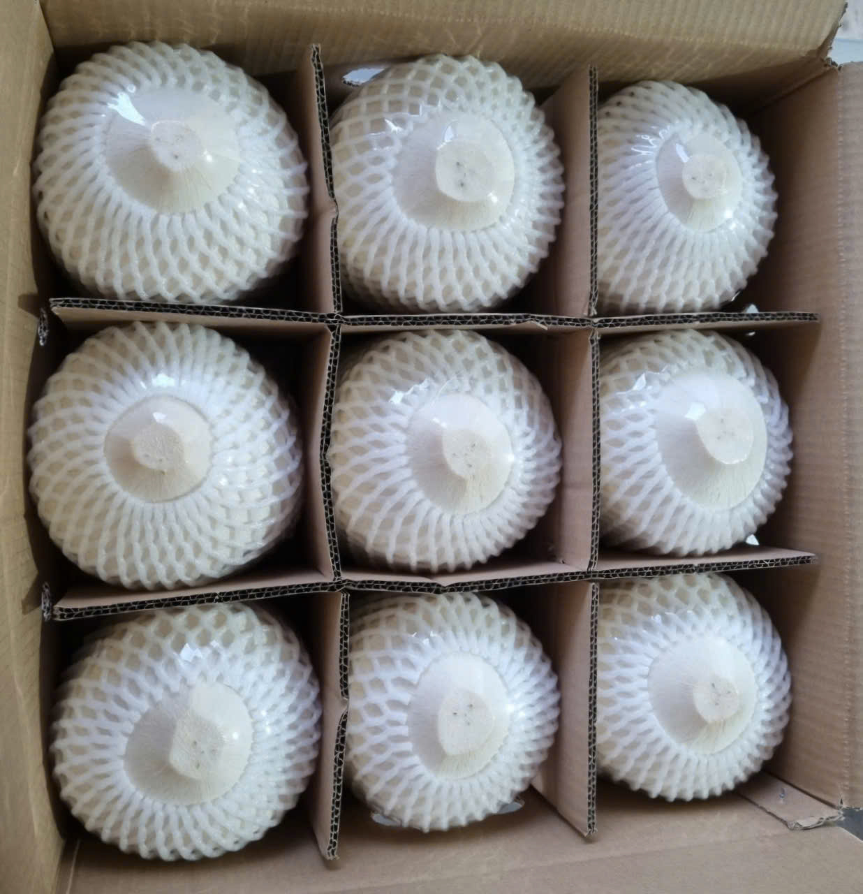 Rising Coconut Export Prices Driven by High Demand from China and the U.S. – TECHMIFOOD Maintains Quality and Competitive Offers