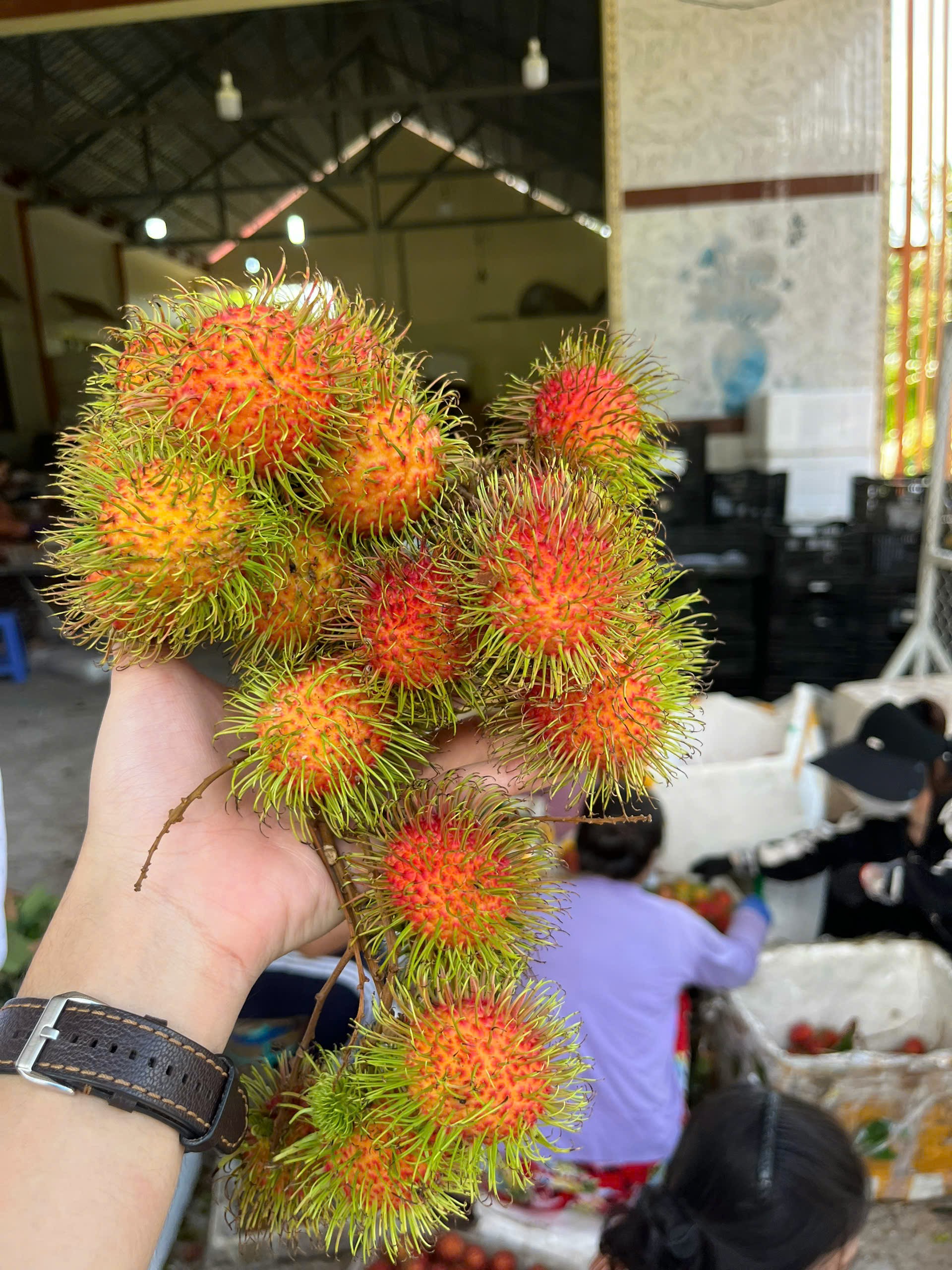 🍒 Radiant in Red: Vietnamese Rambutan Reaches Global Shores 🌍