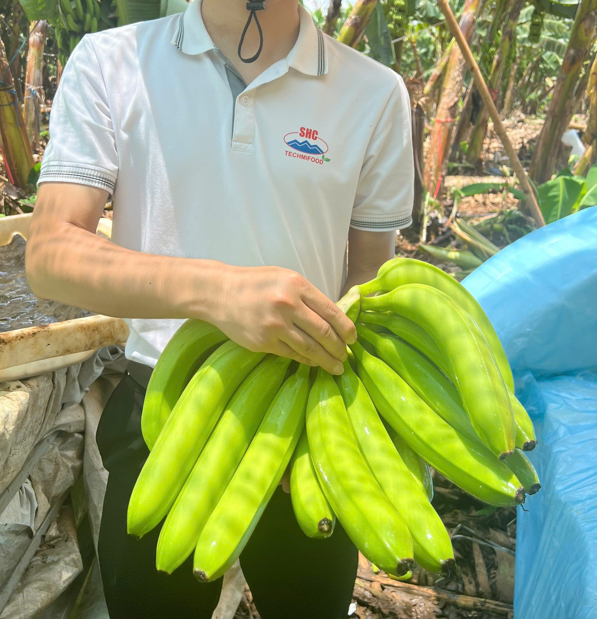 Can Vietnam’s Cavendish Bananas Reach the Middle East? – The Answer is Yes