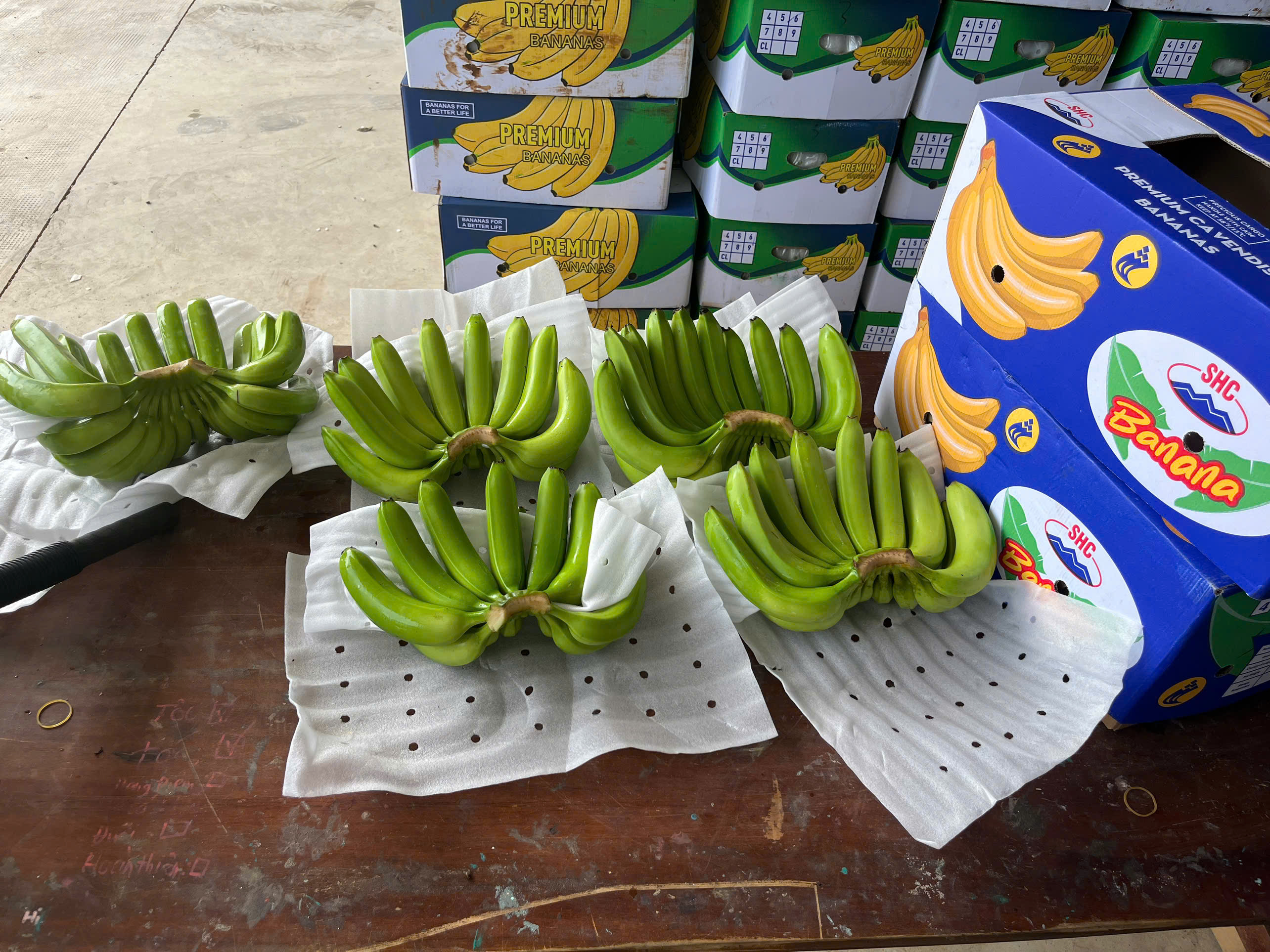 Vietnam Cavendish Bananas Gain Strong Foothold in Middle East Market