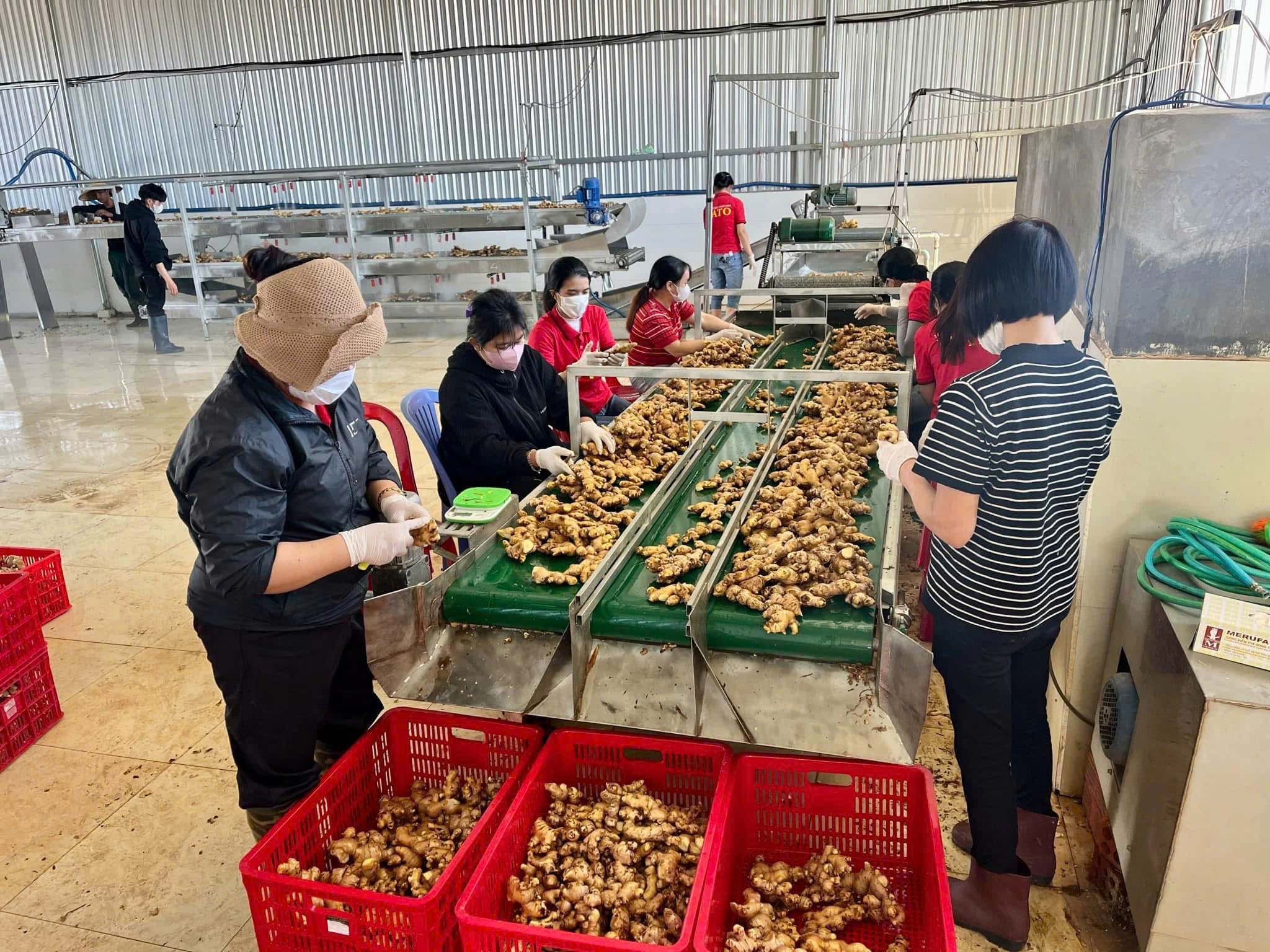 Premium Vietnamese Fresh Ginger for the Middle East Market