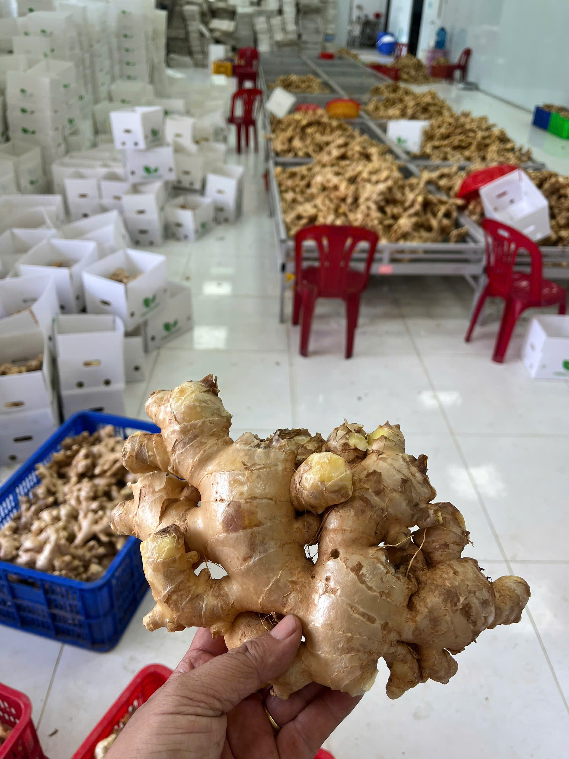 Vietnam Fresh Ginger – Premium Quality from TechmiFood