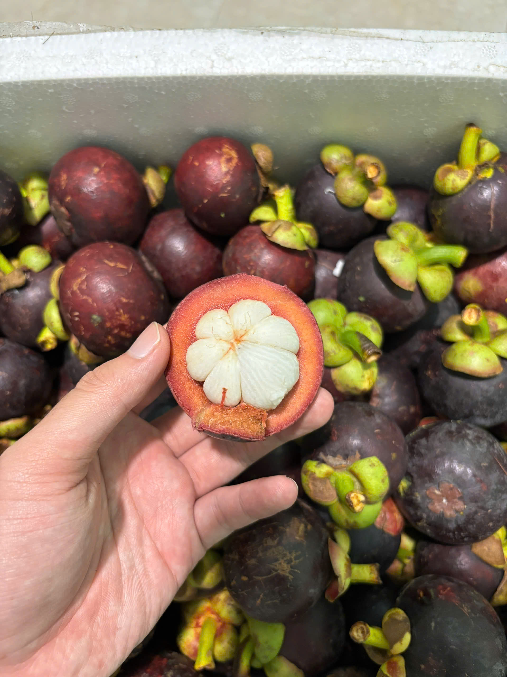 👑 VIETNAMESE MANGOSTEEN: THE 