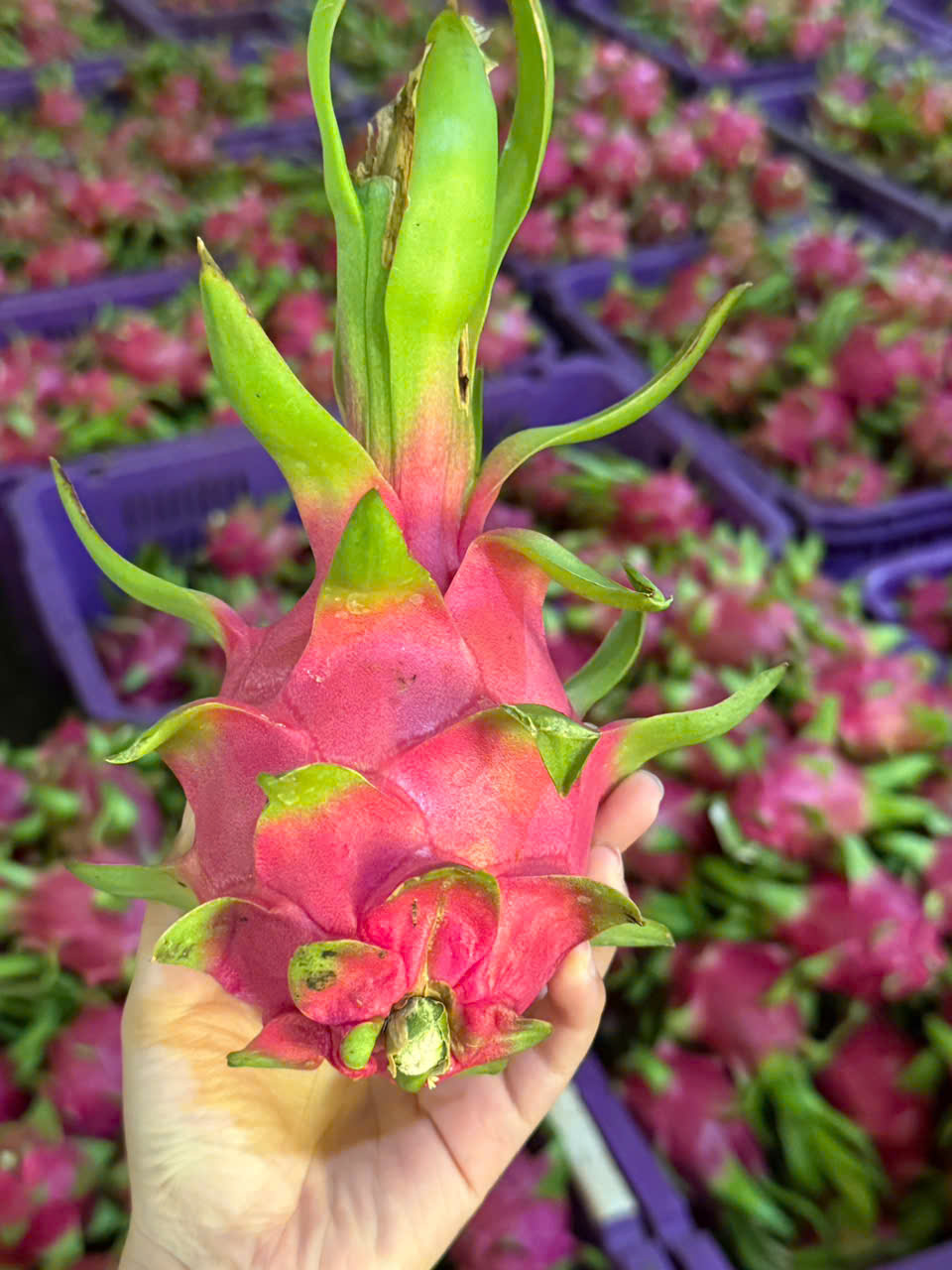 Vietnamese Dragon Fruit 2026: A Changing Market Creates New Opportunities for Global Buyers