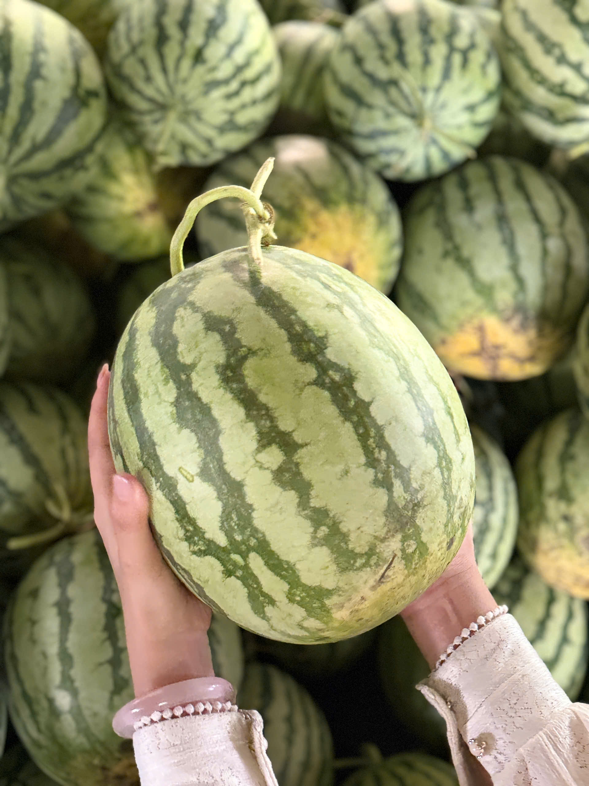 BEAT THE HEAT WITH TECHMIFOOD’S PREMIUM SEEDLESS WATERMELONS