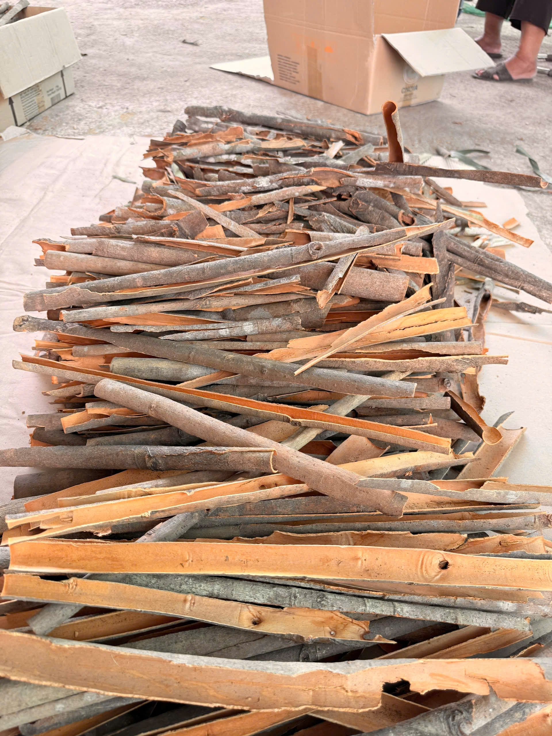 Why Bangladesh Prefers Importing Split Cassia from Vietnam