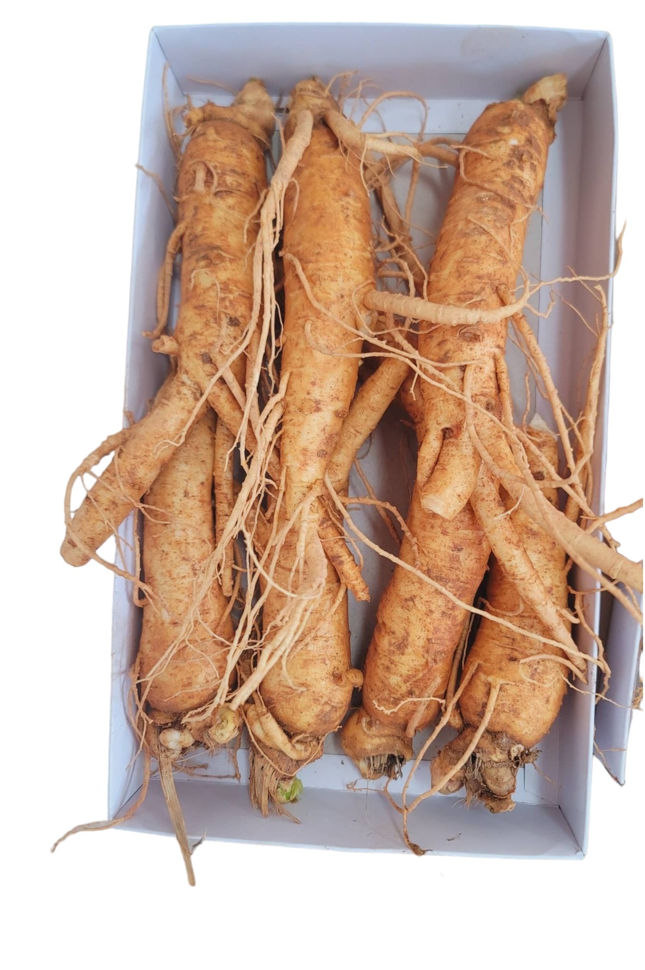 SÂM GẪY RỄ 7-8 CỦ/KG