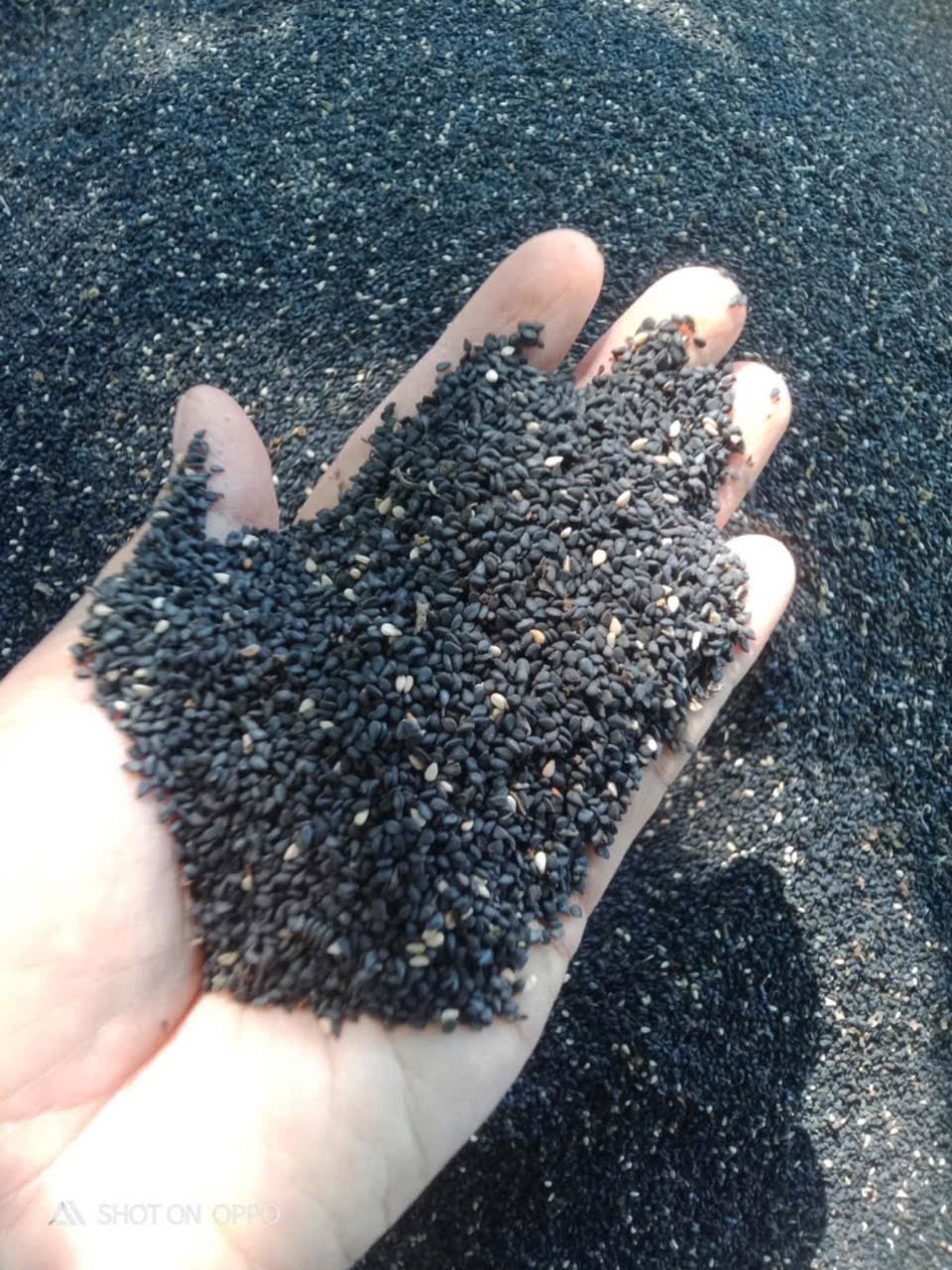 Mè tấm đen cổ 500g