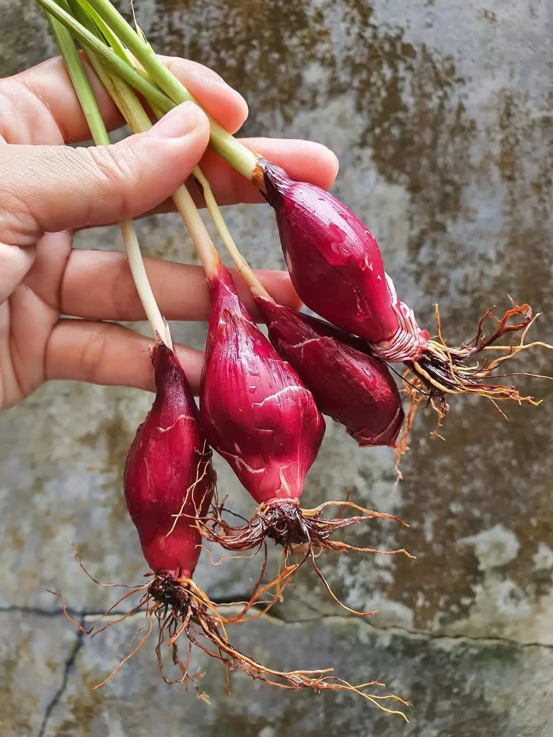 Sâm đại hành khô canh tác tự nhiên