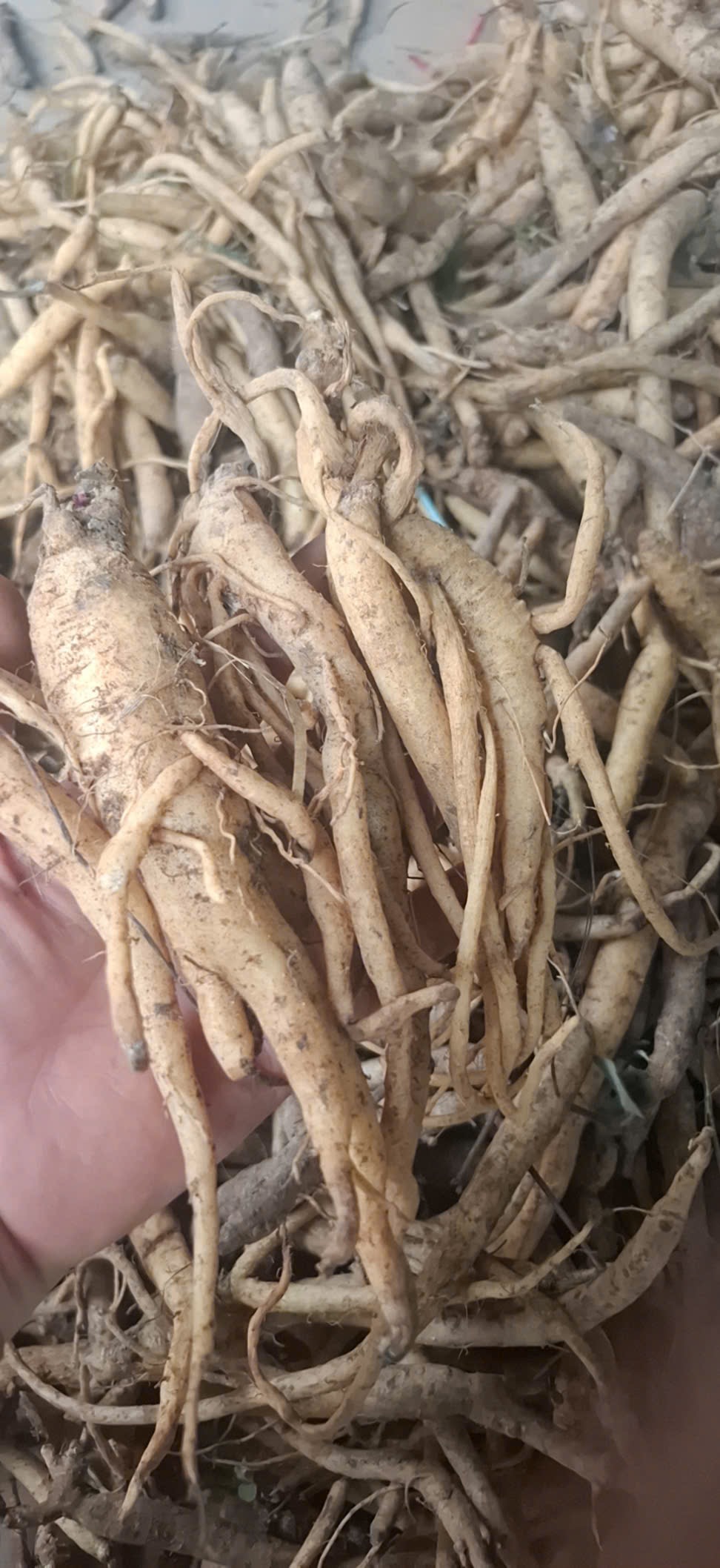 Đẳng sâm rừng tươi 1kg