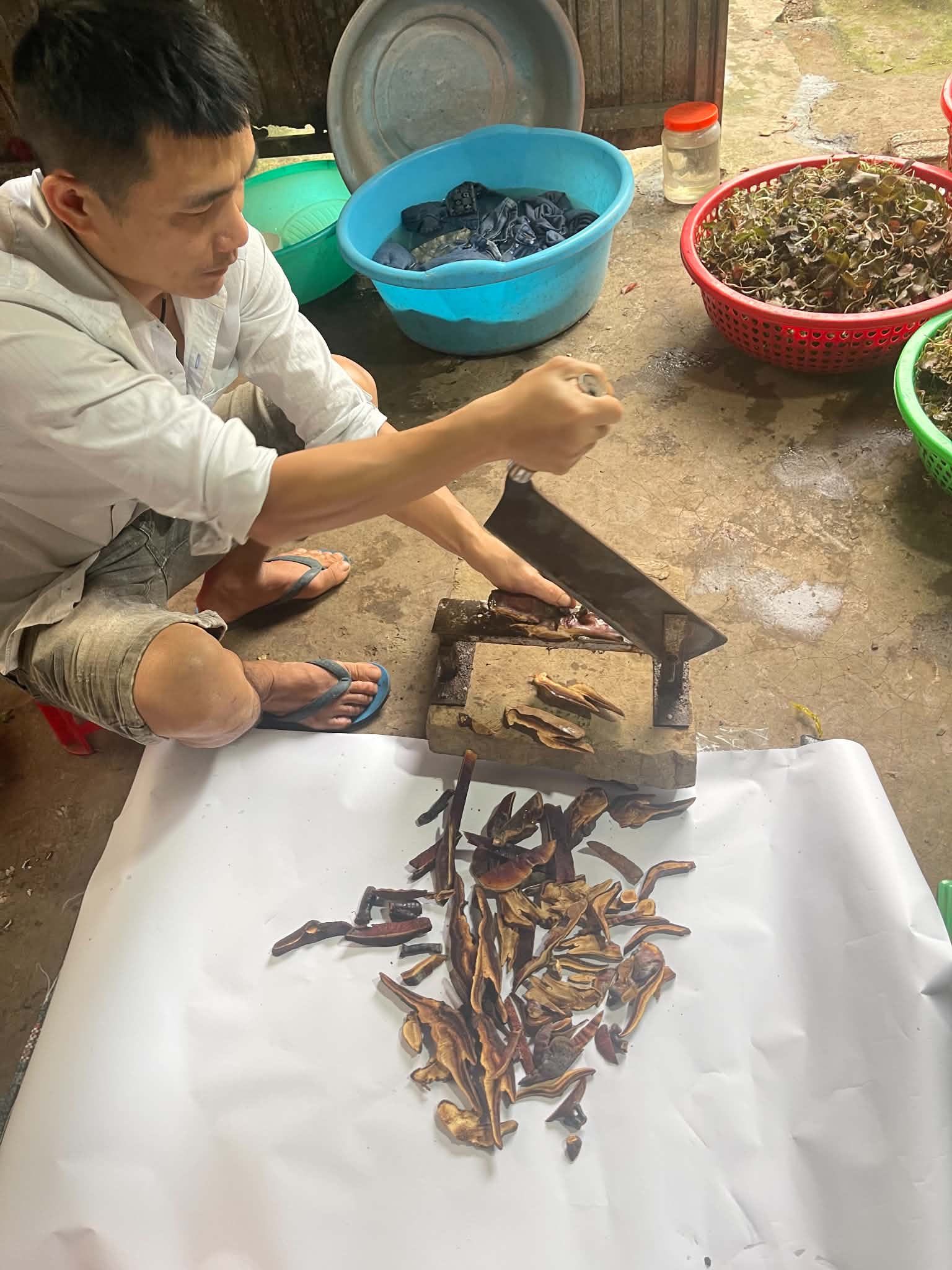 Nấm hồng chi rừng 1kg