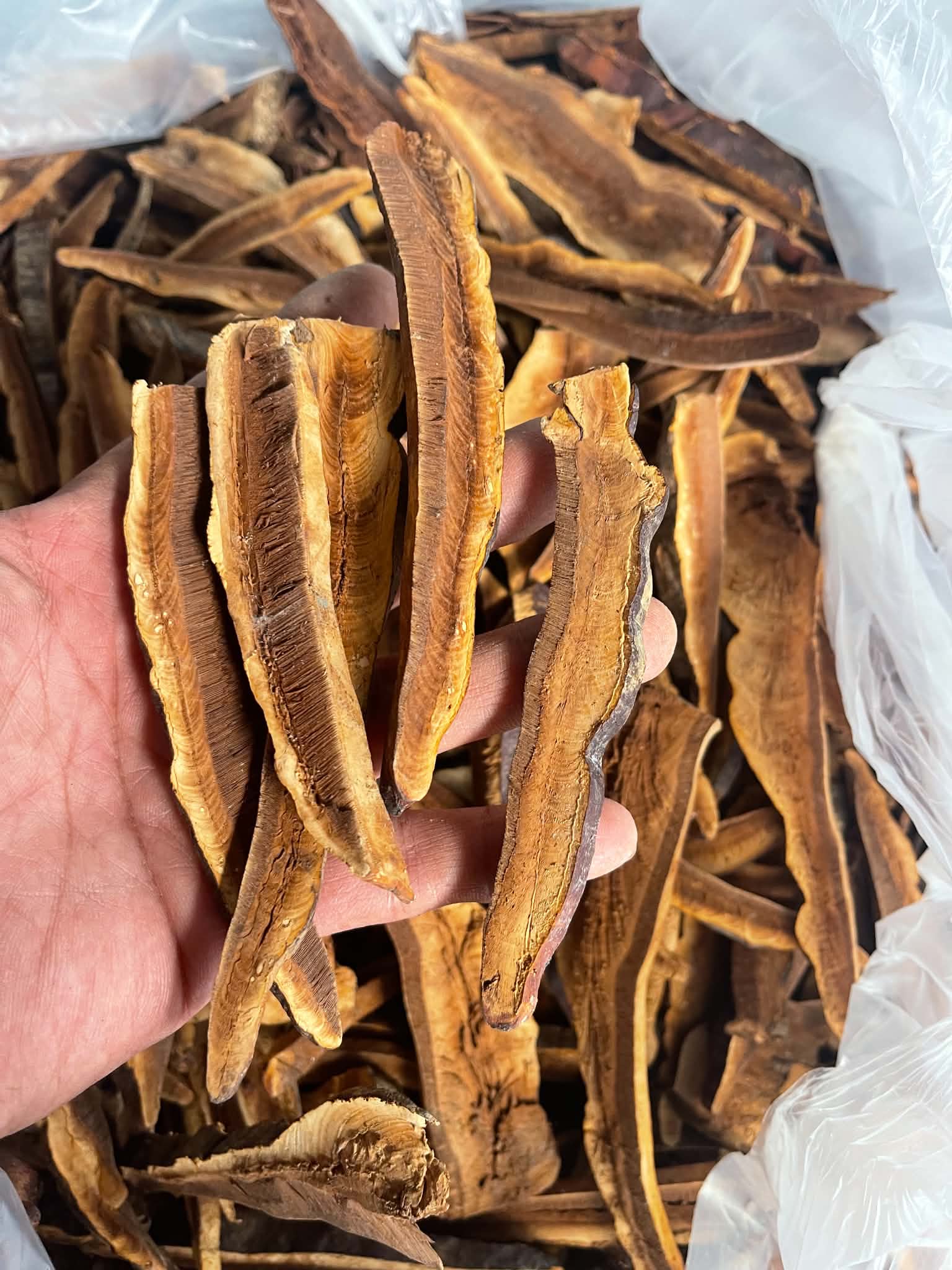 Nấm hồng chi rừng 1kg