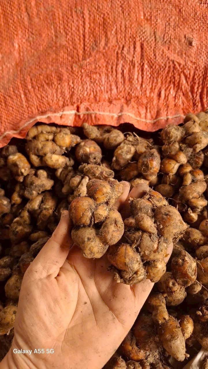 500g địa liền tươi địa liền nương sạch