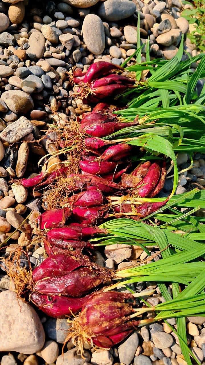 Sâm đại hành khô canh tác tự nhiên